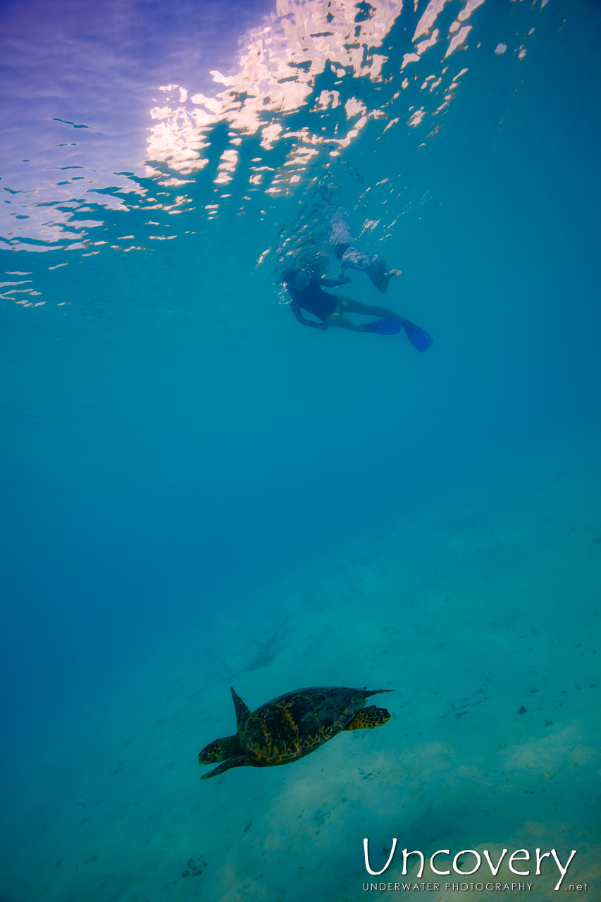 Hawksbill Sea Turtle (eretmochelys Imbricata), photo taken in Maldives, Male Atoll, South Male Atoll, n/a