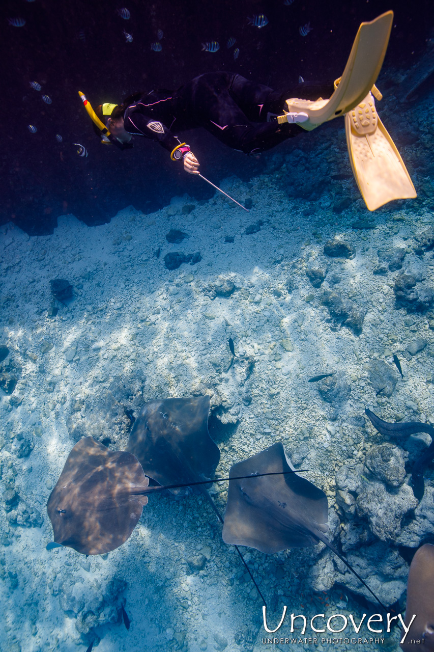 Family, photo taken in Maldives, Male Atoll, South Male Atoll, Fish Tank