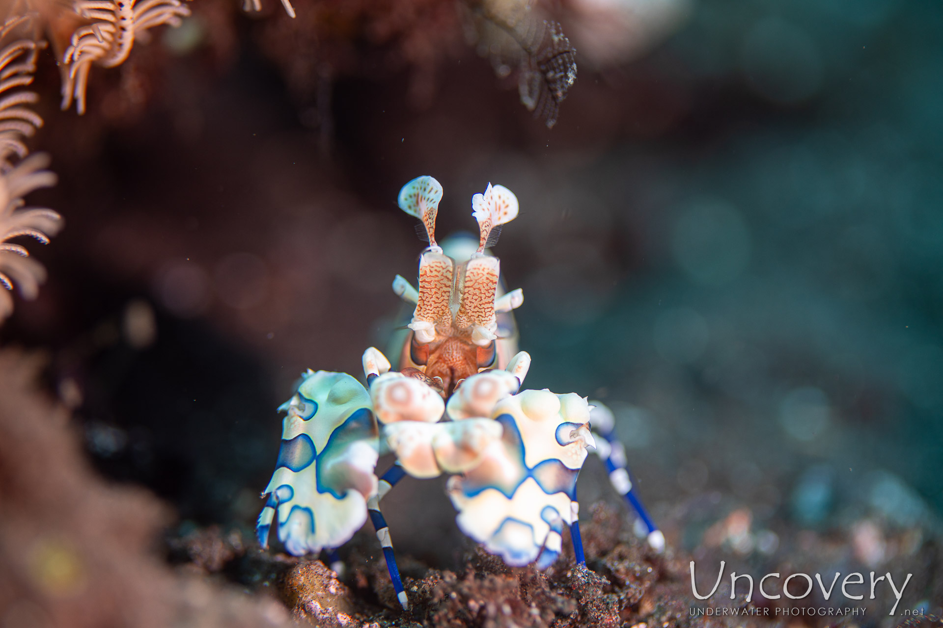 Harlequin Shrimp (hymenocera Picta), photo taken in Indonesia, Bali, Tulamben, Seraya Secrets