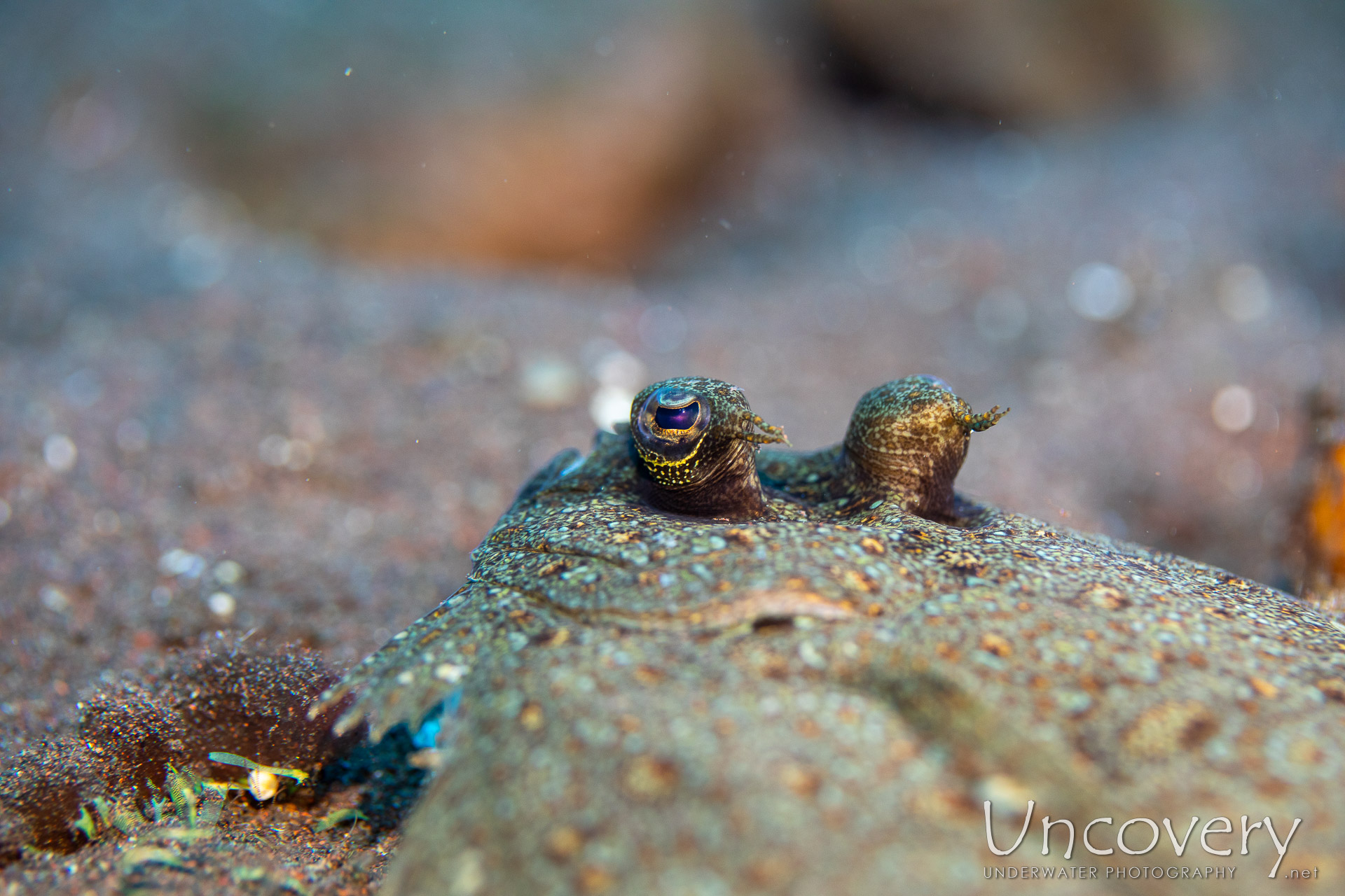 Flounder (engyprosopon), photo taken in Indonesia, Bali, Tulamben, Seraya Secrets