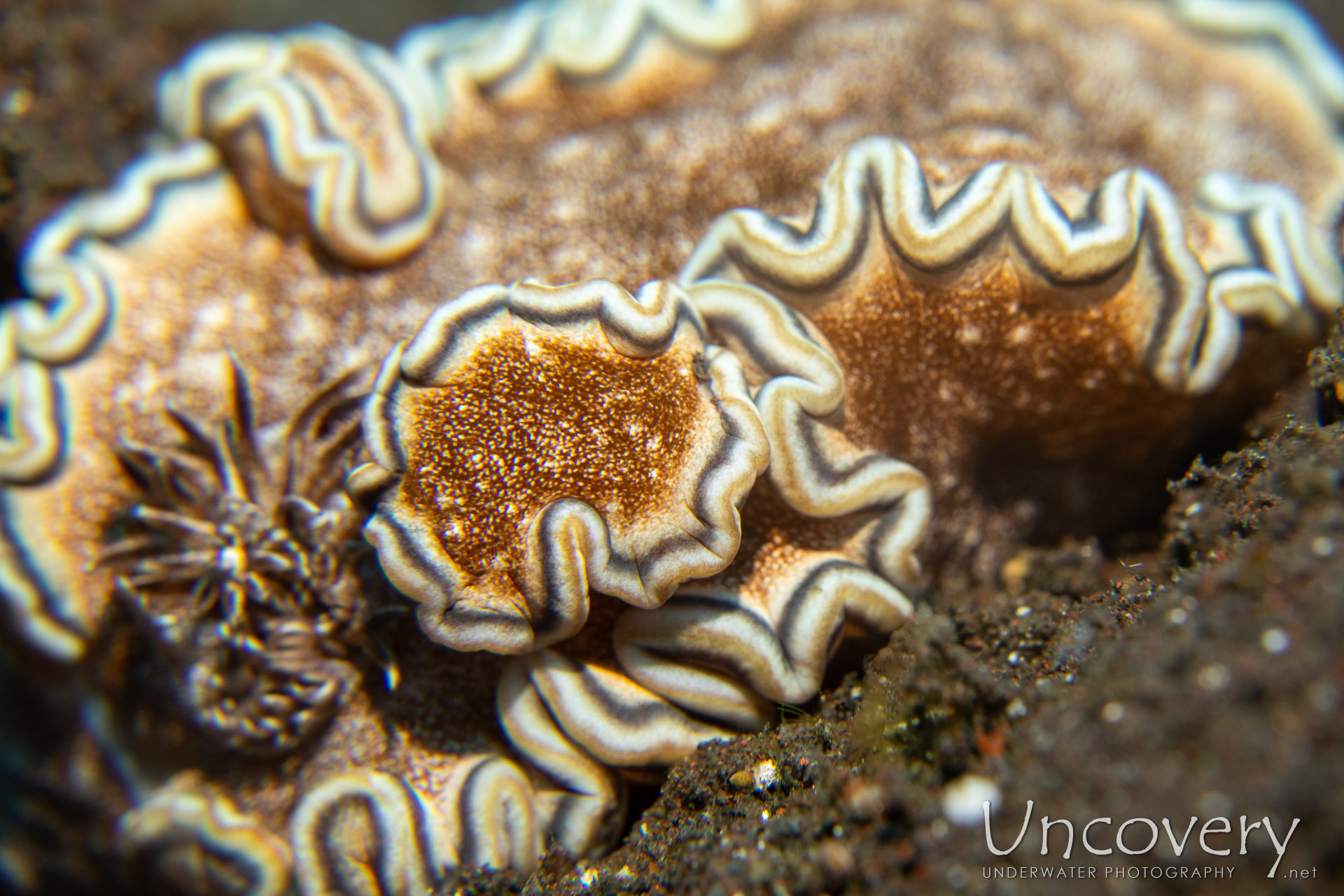 Nudibranch, photo taken in Indonesia, Bali, Tulamben, Seraya Secrets
