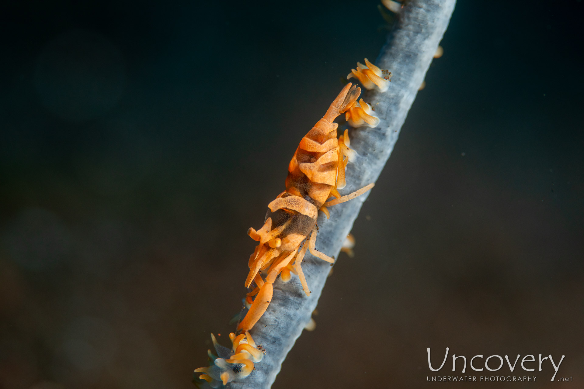 Anker's Whip Coral Shrimp (pontonides Ankeri), photo taken in Indonesia, Bali, Tulamben, Melasti