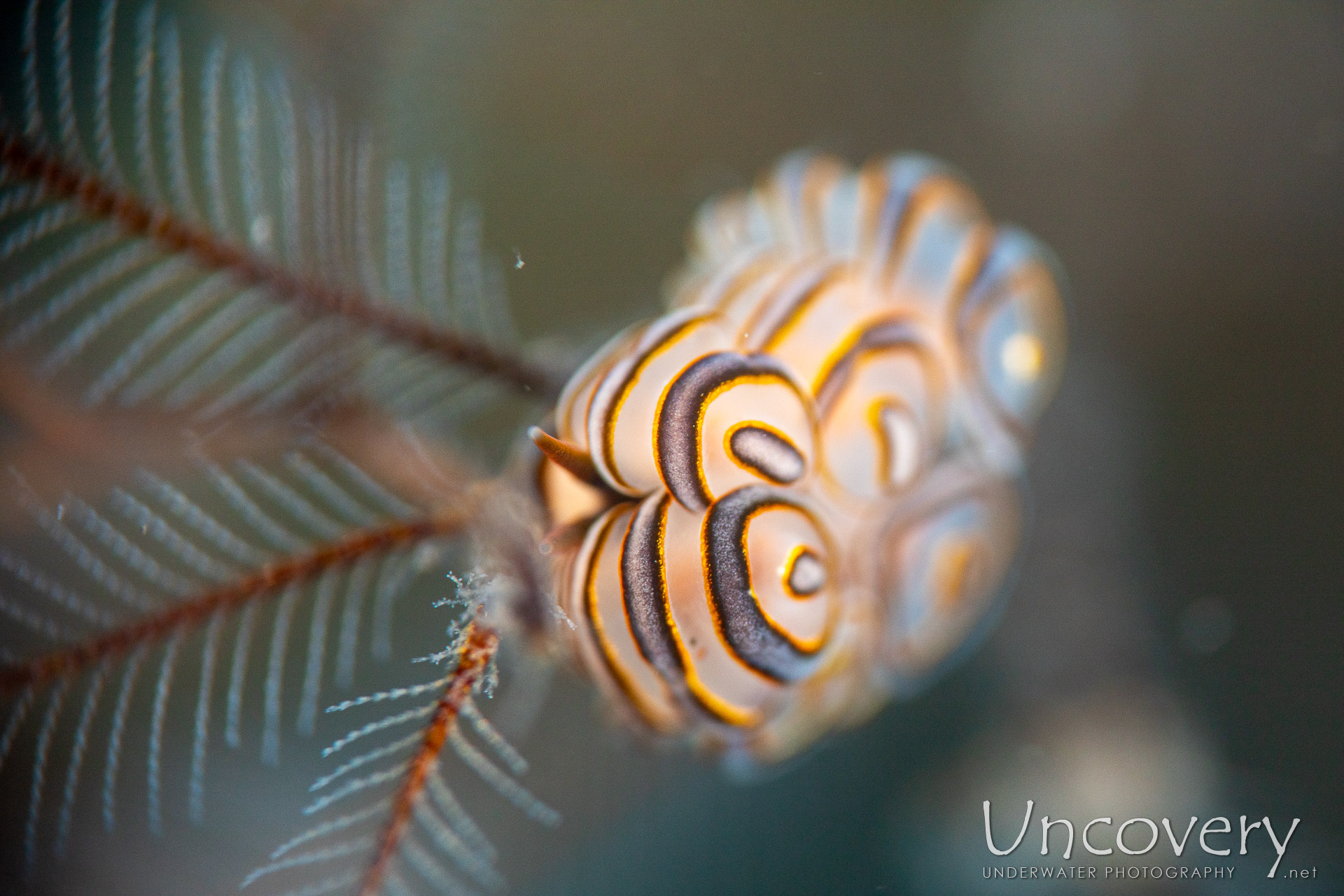Nudibranch (doto Greenamayeri), photo taken in Indonesia, Bali, Tulamben, Melasti
