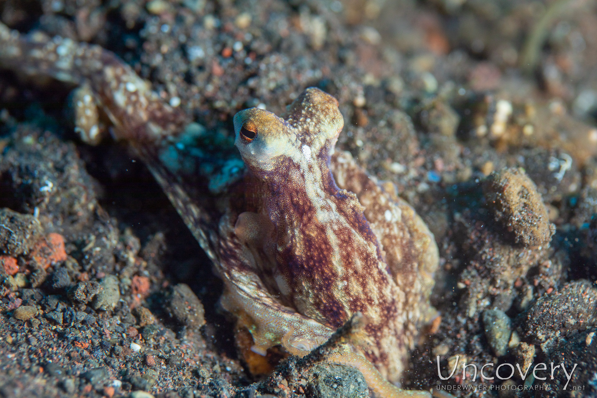 Day Octopus (octopus Cyanea), photo taken in Indonesia, Bali, Tulamben, Melasti