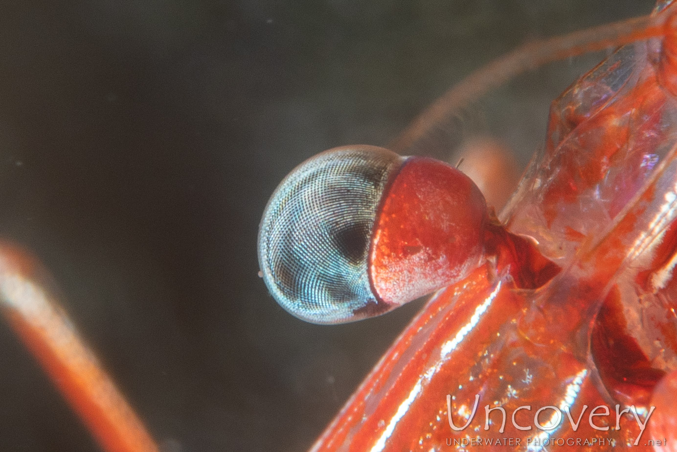 Dancing Shrimp (rhynchocinetes Durbanensis), photo taken in Indonesia, Bali, Tulamben, Big Tree