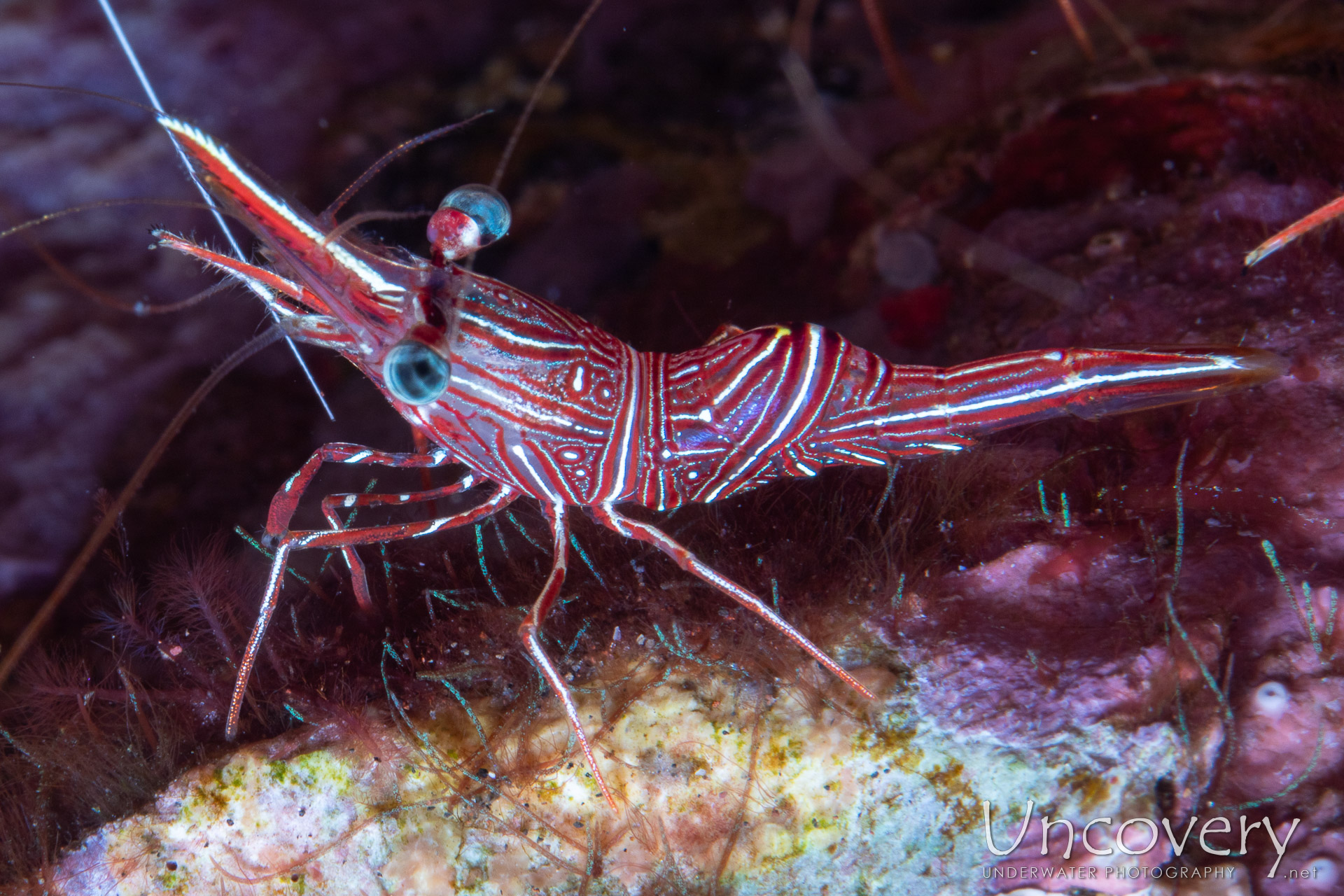 Dancing Shrimp (rhynchocinetes Durbanensis), photo taken in Indonesia, Bali, Tulamben, Pantai Lahar