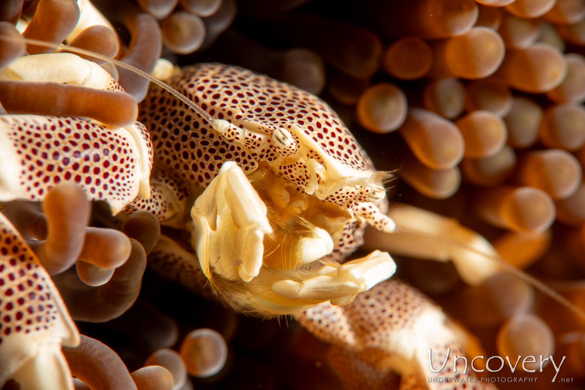 Haig's Porcelain Crab (porcellanella Haigae), photo taken in Indonesia, Bali, Tulamben, Ulami