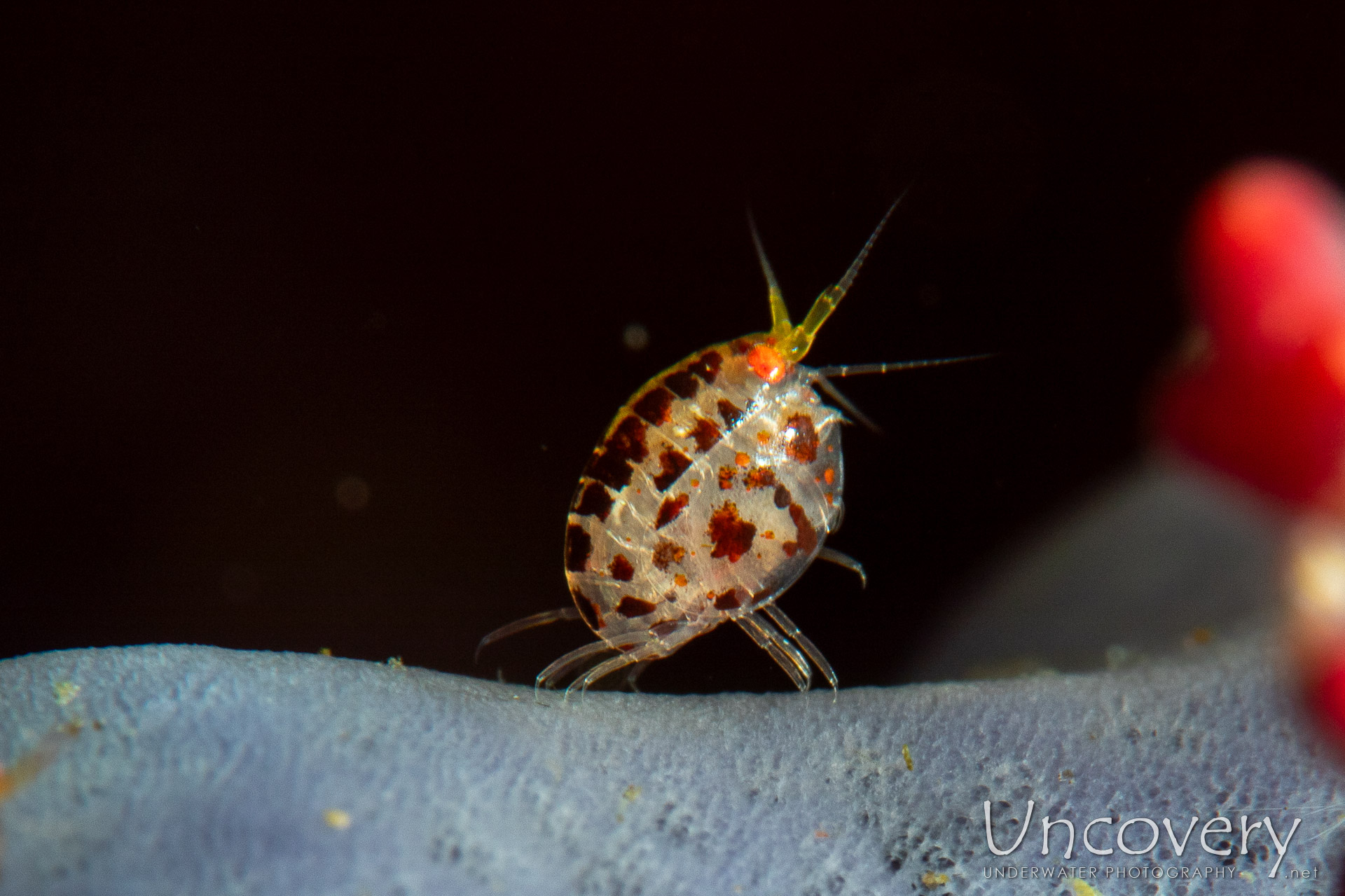 Dalmatian Ladybug Amphipod (cyproideidae Sp.), photo taken in Indonesia, Bali, Tulamben, Ulami