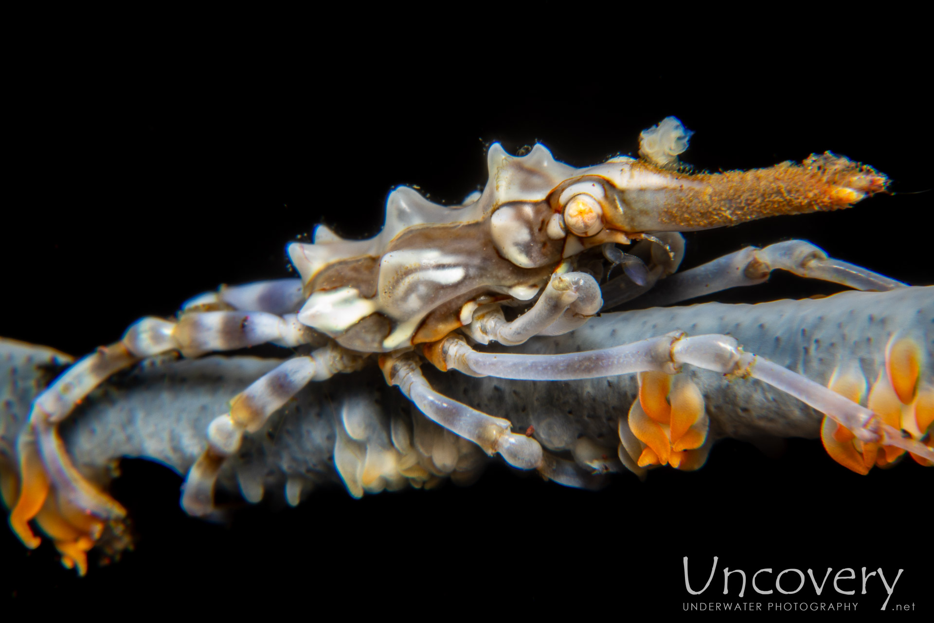 Xeno Crab (xenocarcinus Tuberculatus), photo taken in Indonesia, Bali, Tulamben, Melasti