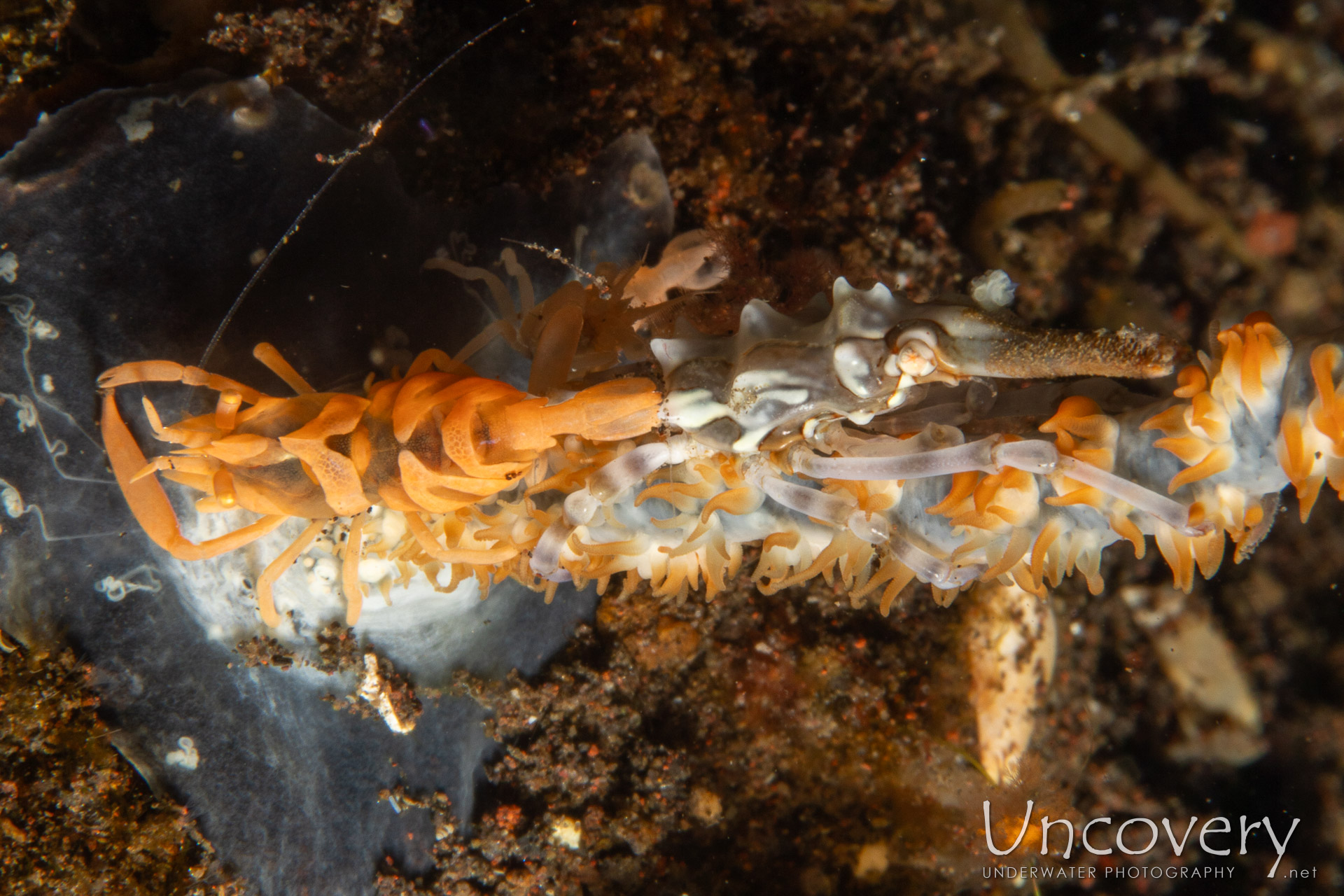 Anker's Whip Coral Shrimp (pontonides Ankeri), Xeno Crab (xenocarcinus Tuberculatus), photo taken in Indonesia, Bali, Tulamben, Melasti