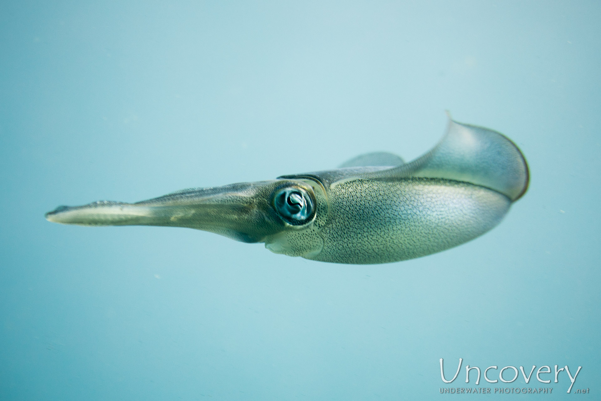 Broadfin Squid (sepioteuthis Lessoniana), photo taken in Indonesia, Bali, Tulamben, Segara