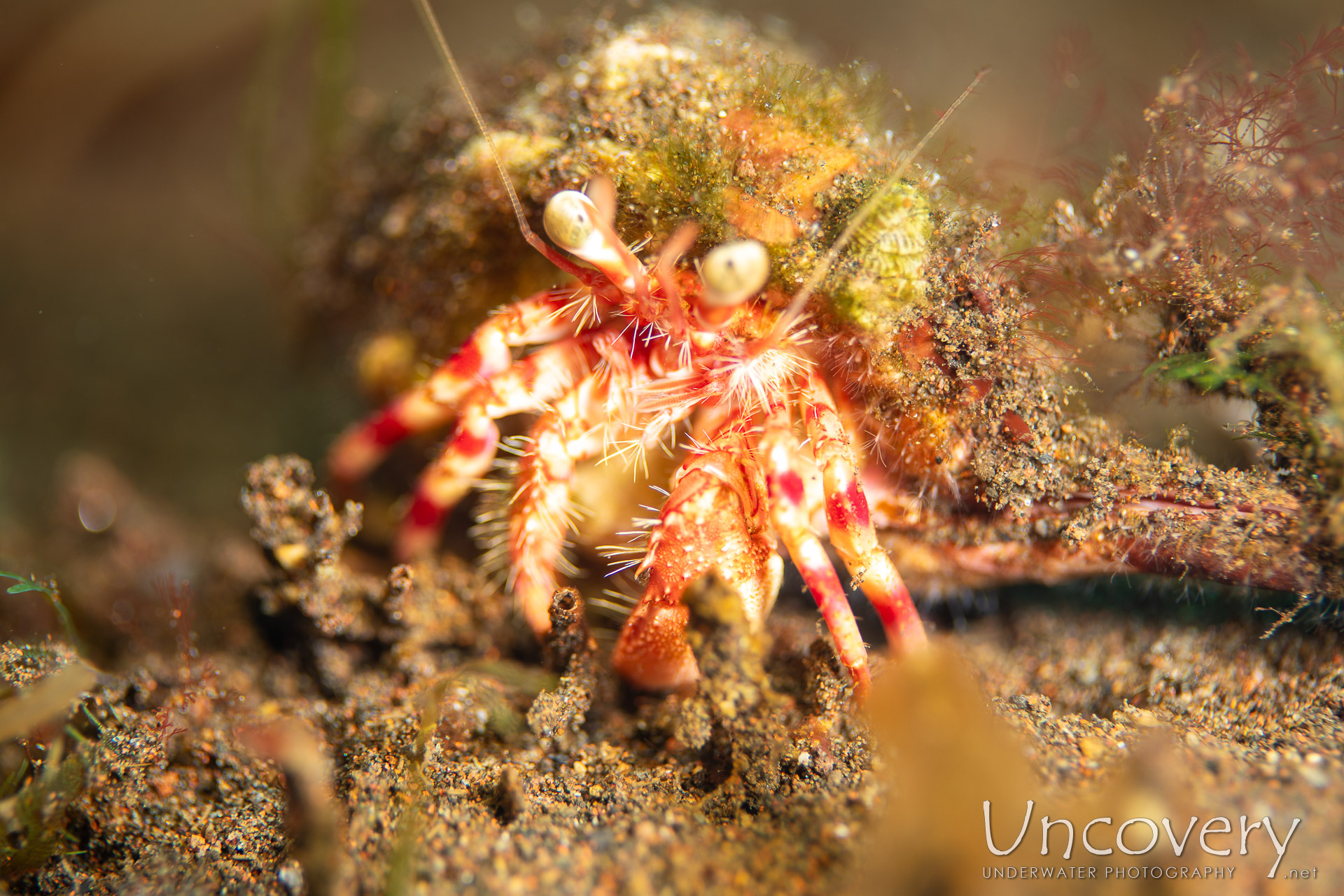 Warty-leg Hermit Crab (dardanus Impressus), photo taken in Indonesia, Bali, Tulamben, Segara