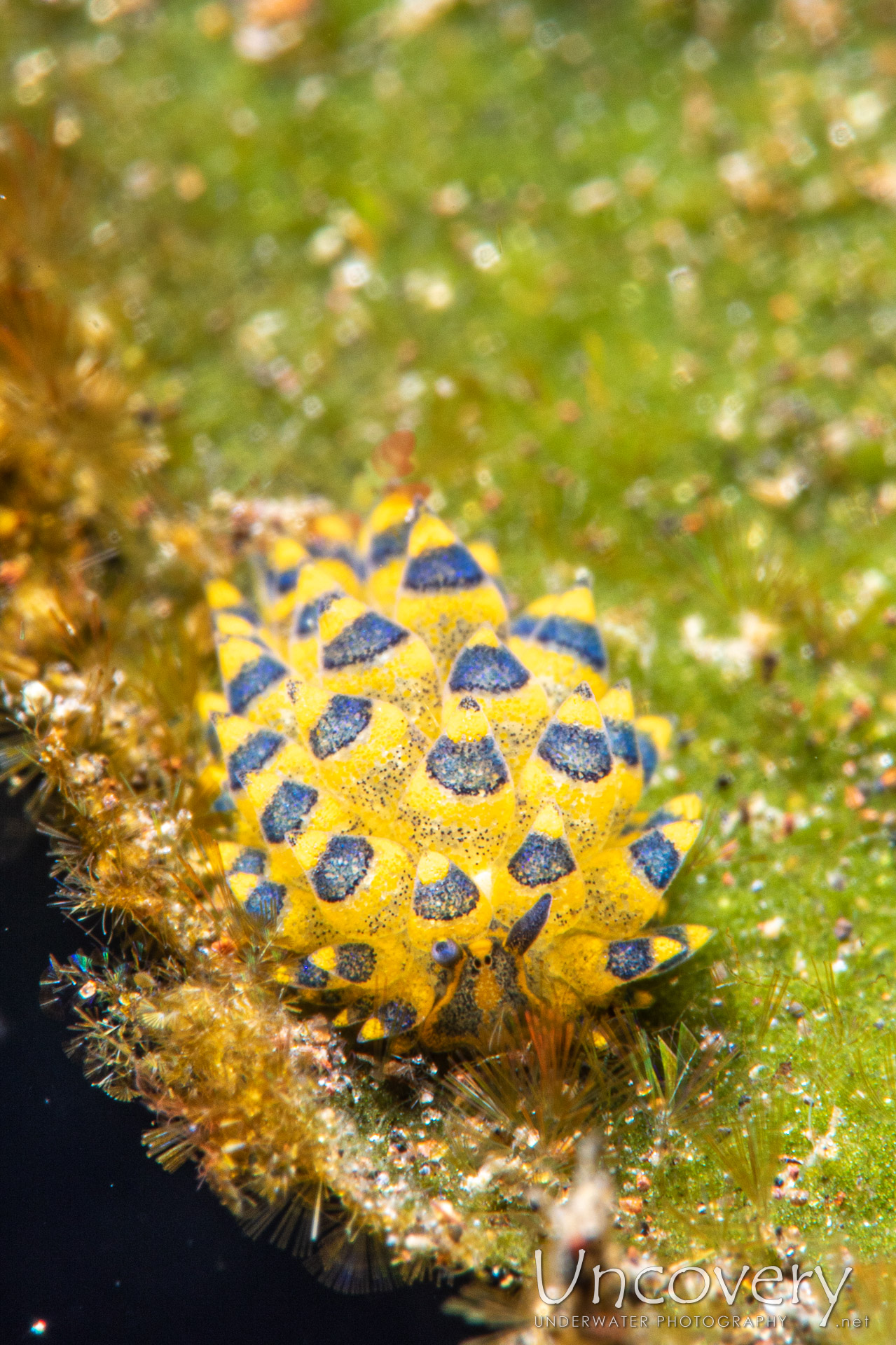 Nudibranch (costasiella Sp.), photo taken in Indonesia, Bali, Tulamben, Segara