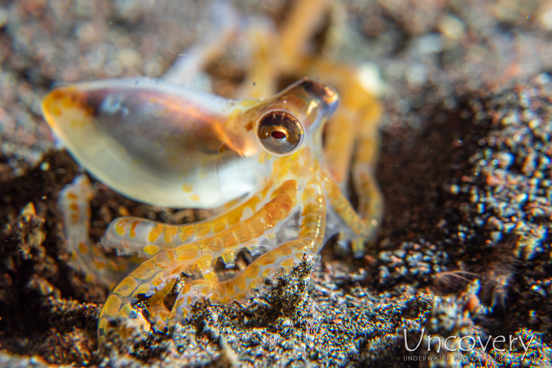 Juvenile, Long Arm Octopus (abdopus Sp.), photo taken in Indonesia, Bali, Tulamben, Seraya Secrets