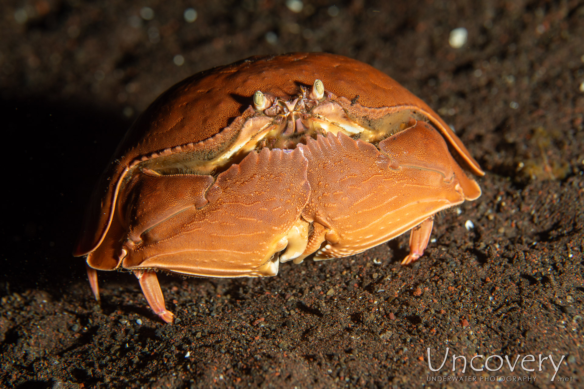 Shame-faced Crab (calappa Calappa), photo taken in Indonesia, Bali, Tulamben, Seraya Secrets