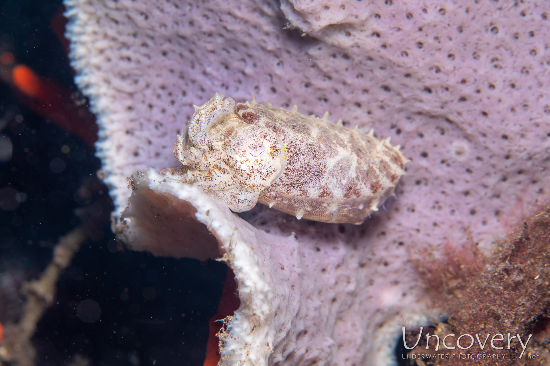 Crinoid Cuttlefish (sepia Sp 2), photo taken in Indonesia, Bali, Tulamben, Batu Niti Slope