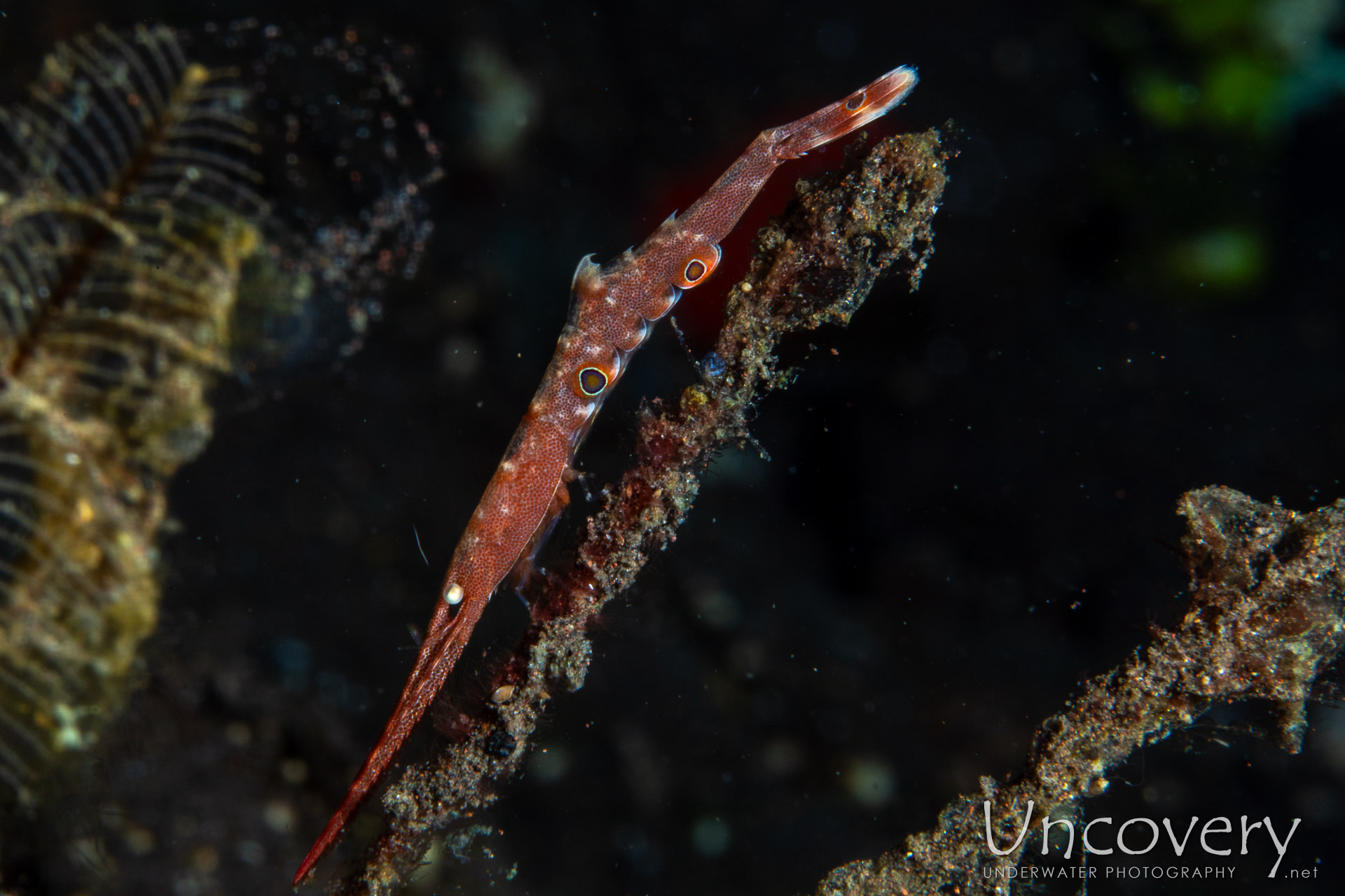 Ocellated Tozeuma Shrimp (tozeuma Lanceolatum), photo taken in Indonesia, Bali, Tulamben, Tukad Linggah