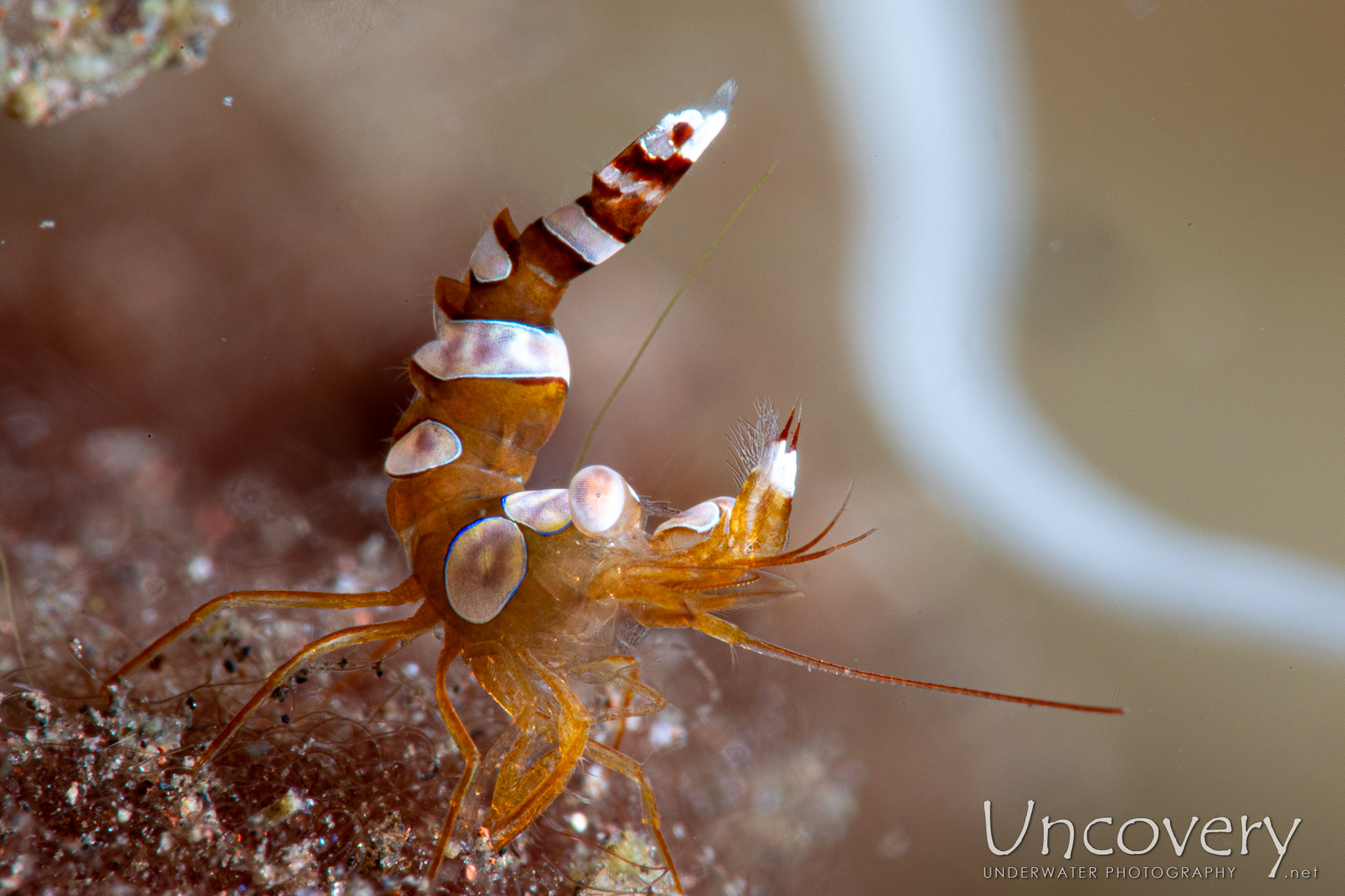 Sexy Shrimp (thor Amboinensis), photo taken in Indonesia, Bali, Tulamben, Tukad Linggah