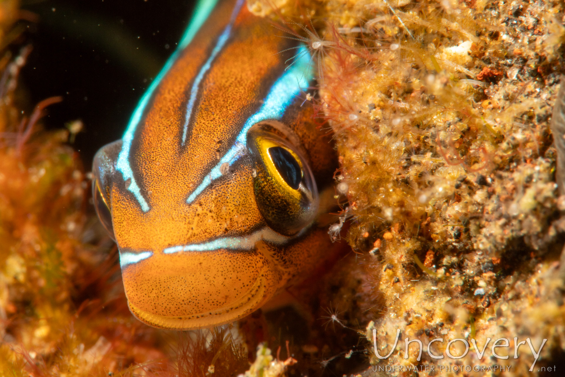 Bluestriped Fangblenny (plagiotremus Rhinorhynchos), photo taken in Indonesia, Bali, Tulamben, Pantai Lahar