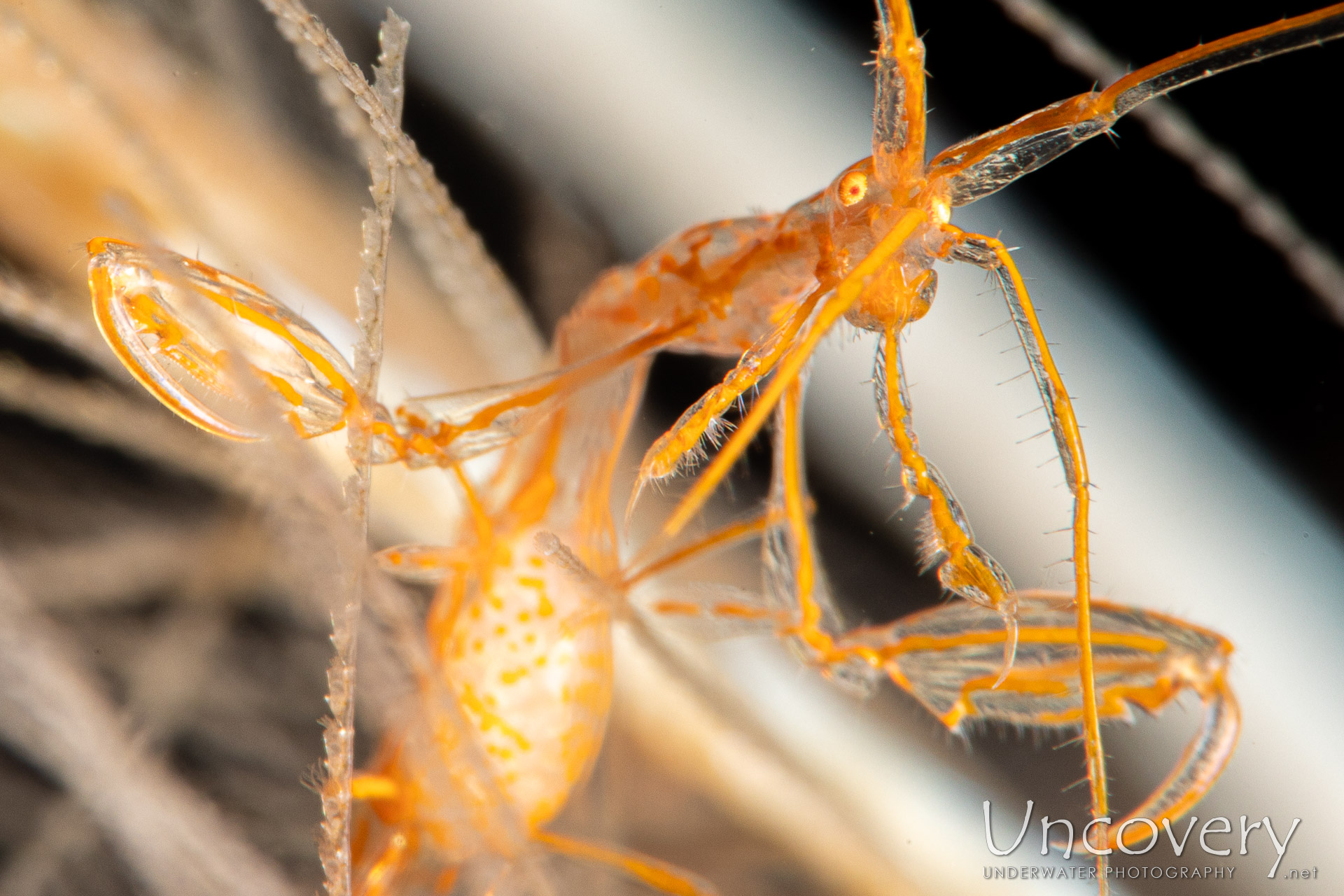 Golden-lined Skeleton Shrimp (protella Sp.), photo taken in Indonesia, Bali, Tulamben, Bulakan Slope