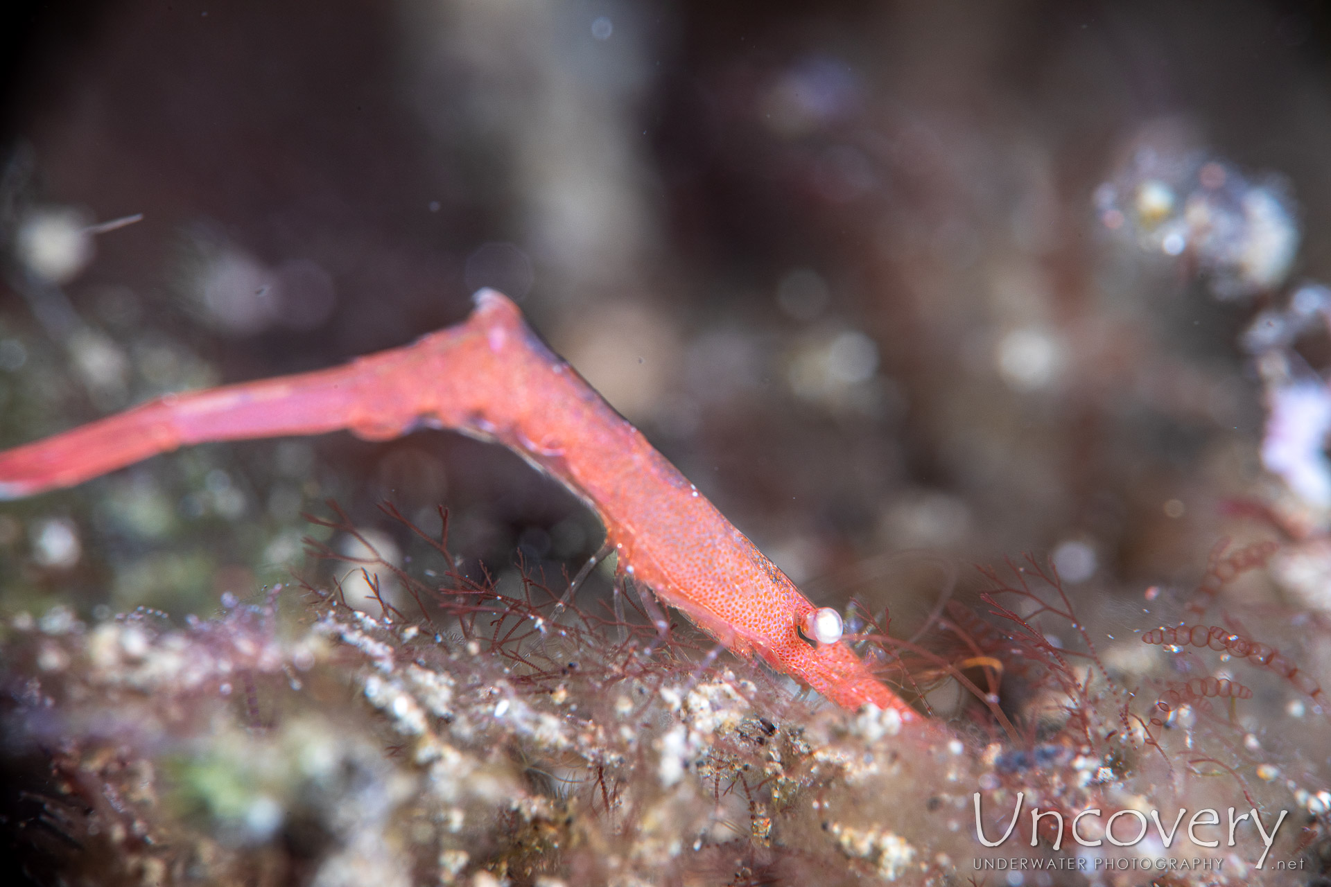 Ocellated Tozeuma Shrimp (tozeuma Lanceolatum), photo taken in Indonesia, Bali, Tulamben, Bulakan Slope