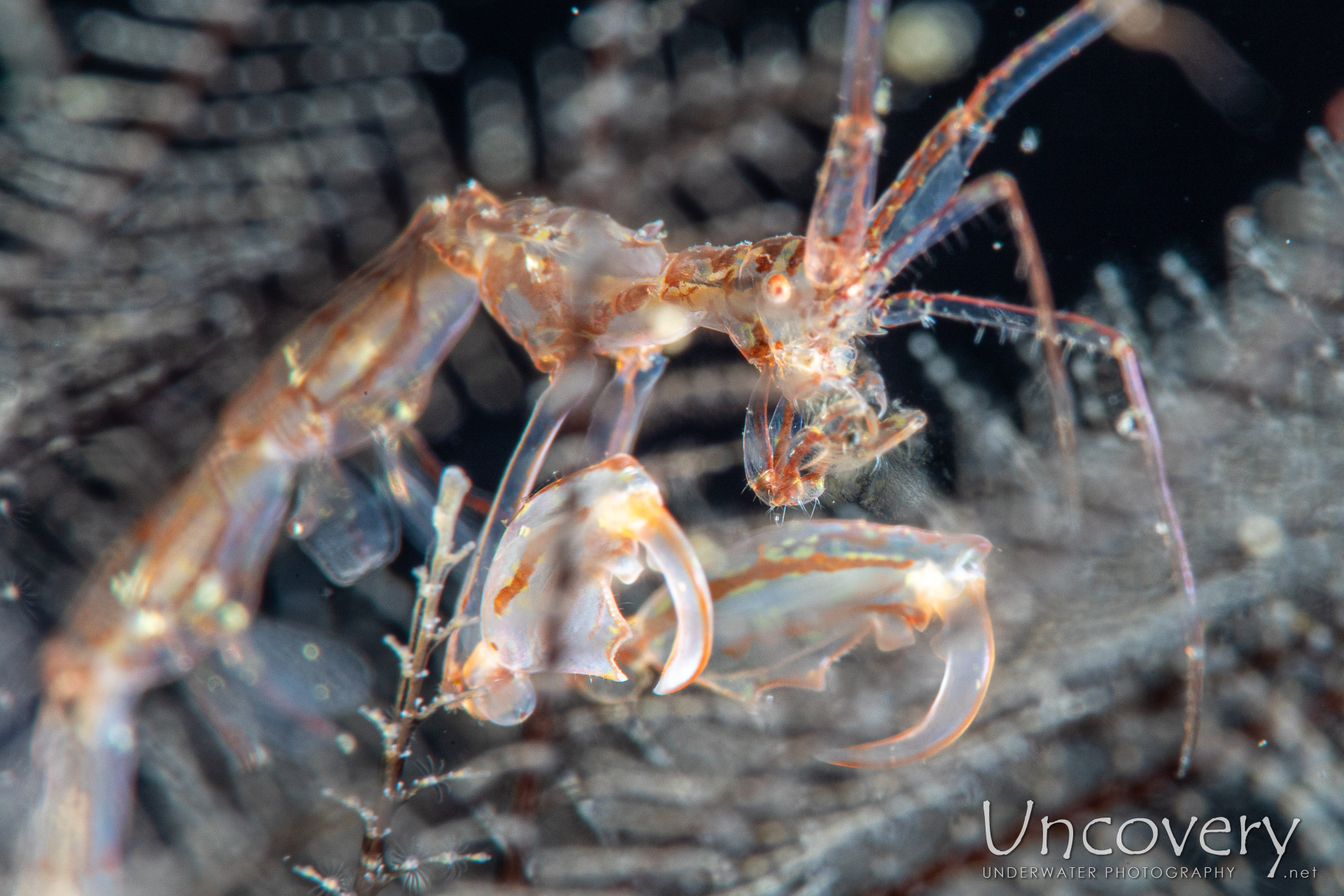 Skeleton Shrimp (caprellidae), photo taken in Indonesia, Bali, Tulamben, Bulakan Slope