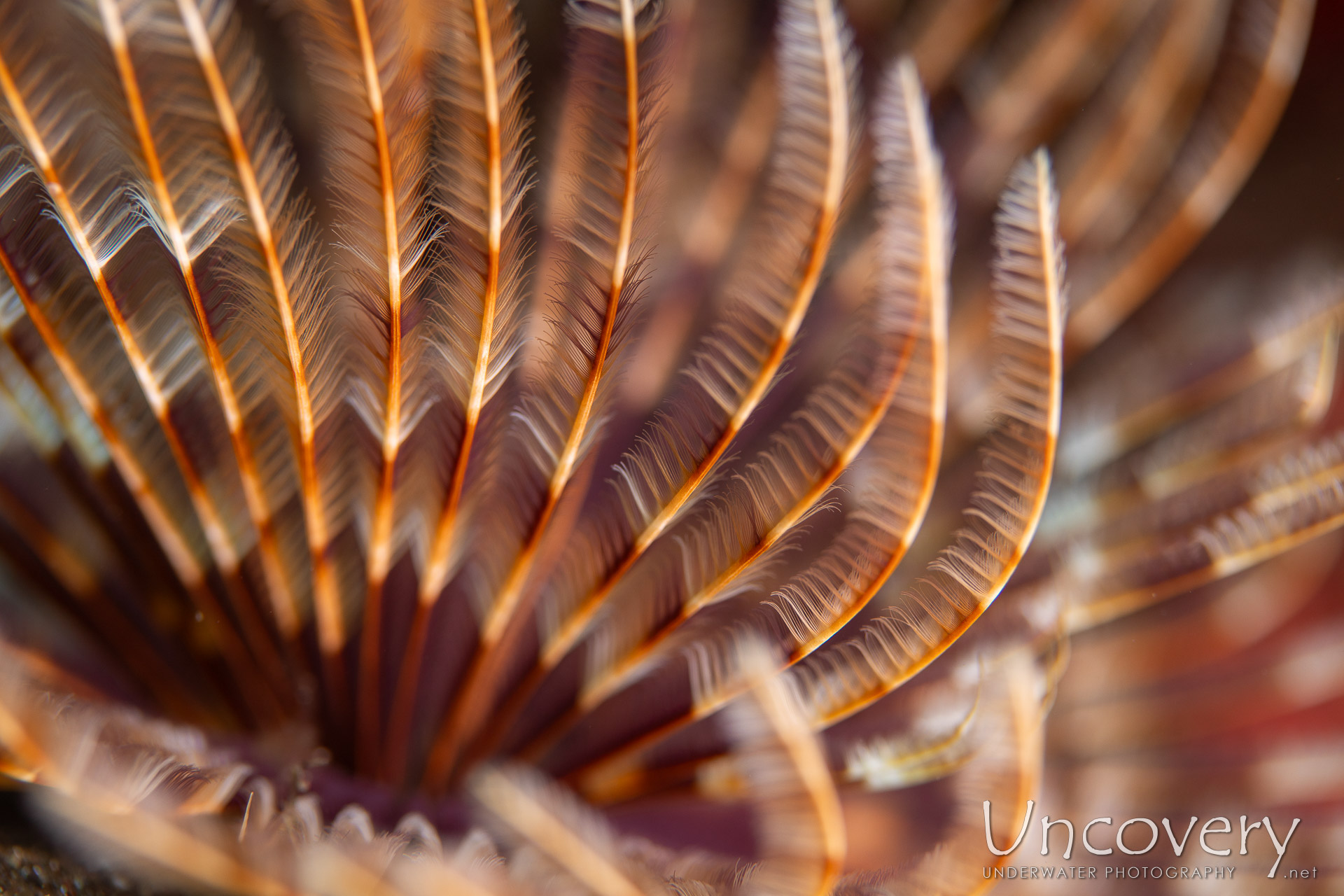 Indian Tube Worm (sabellastarte Indica), photo taken in Indonesia, Bali, Tulamben, Batu Belah