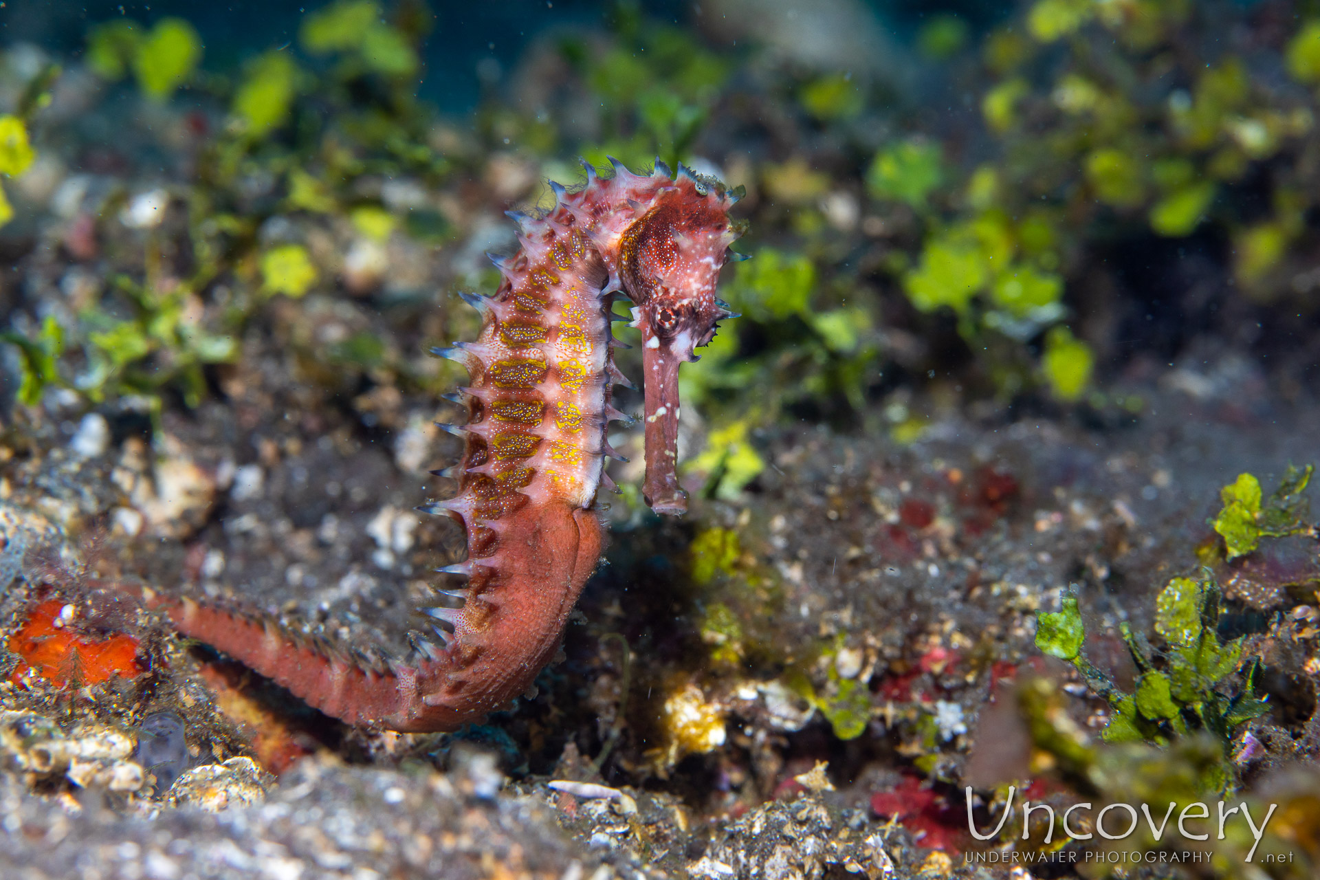 Thorny Seahorse (hippocampus Histrix), photo taken in Indonesia, Bali, Tulamben, Sidem