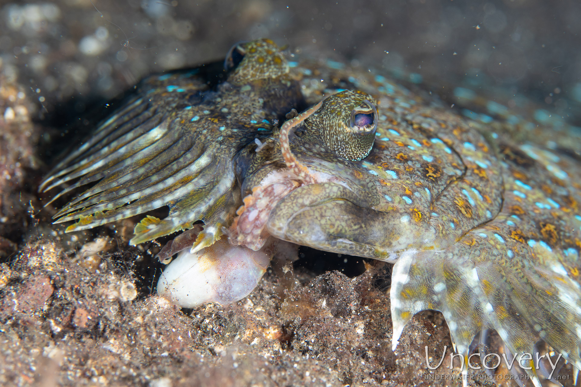 Flounder (engyprosopon), Long Arm Octopus (abdopus Sp.), photo taken in Indonesia, Bali, Tulamben, Sidem