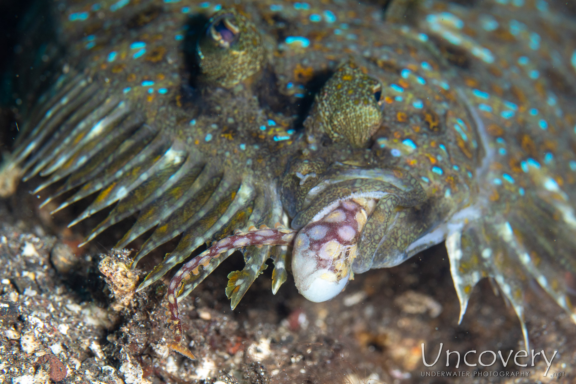 Flounder (engyprosopon), Long Arm Octopus (abdopus Sp.), photo taken in Indonesia, Bali, Tulamben, Sidem