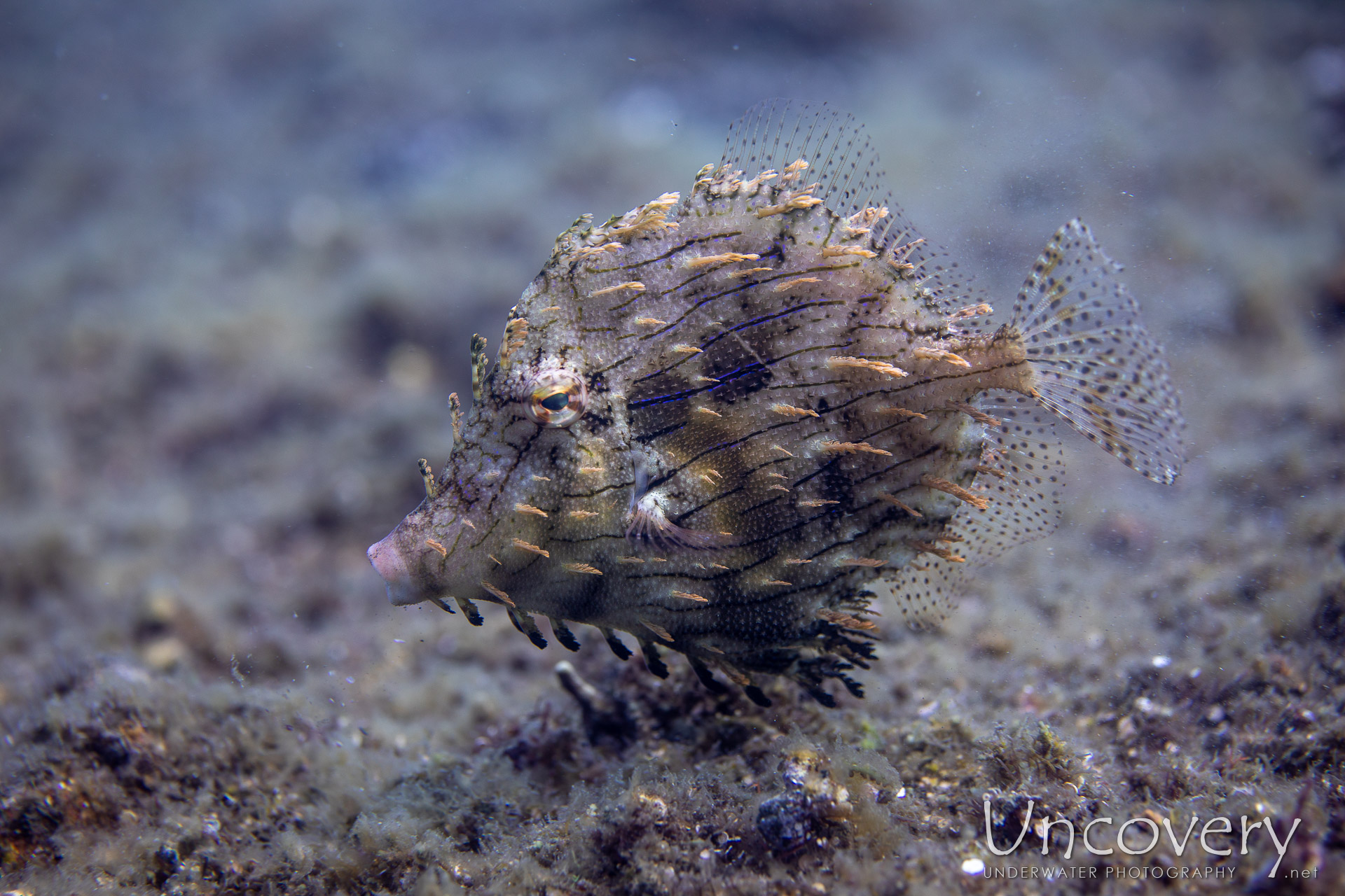 Blotchy Filefish (pseudomonacanthus Macrurus), photo taken in Indonesia, Bali, Tulamben, Sidem