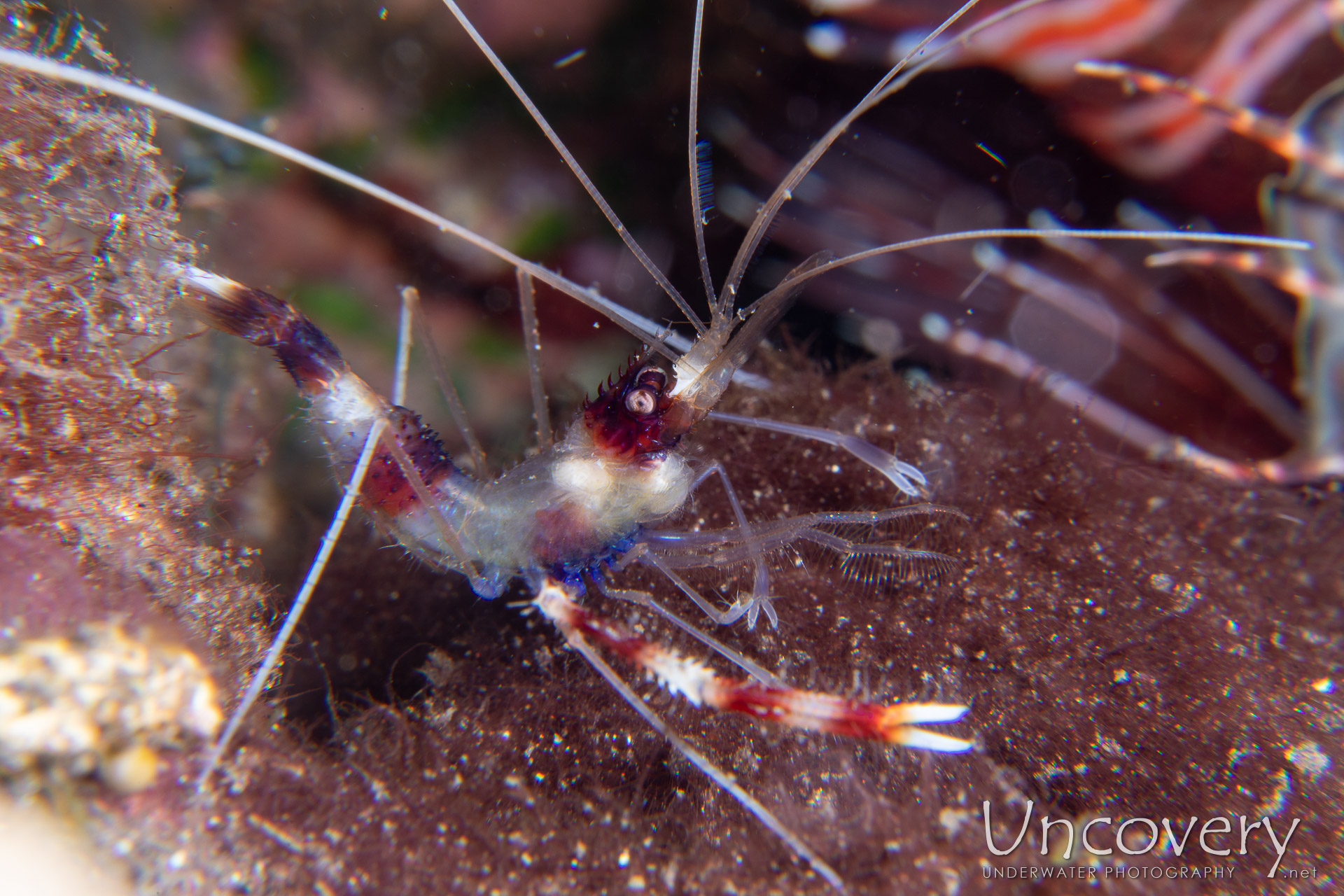 Banded Coral Shrimp (stenopus Hispidus), photo taken in Indonesia, Bali, Tulamben, Sidem