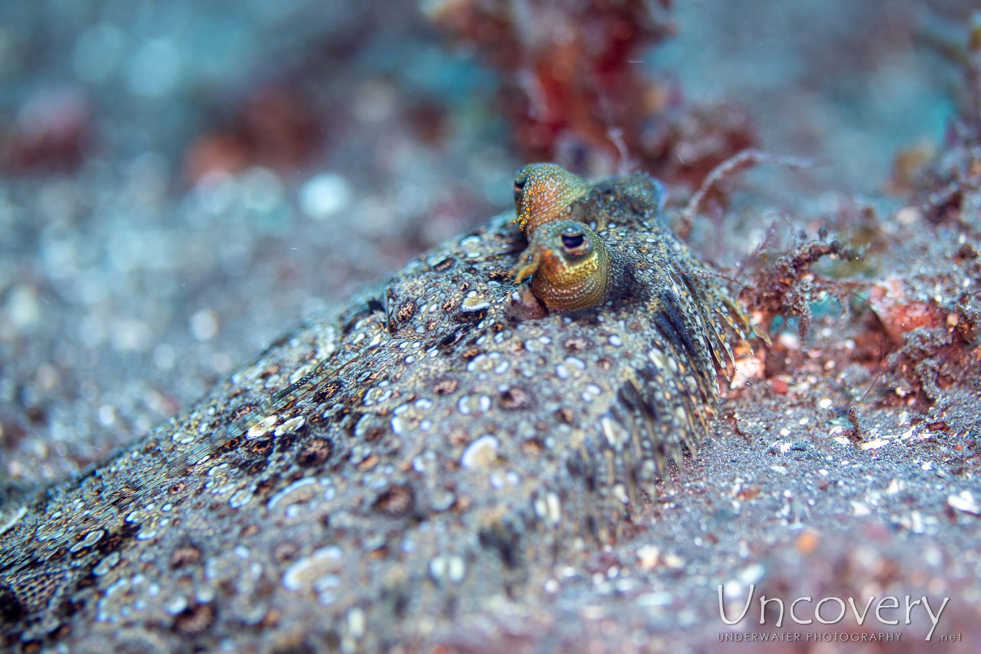 Flounder (engyprosopon), photo taken in Indonesia, Bali, Tulamben, Sidem