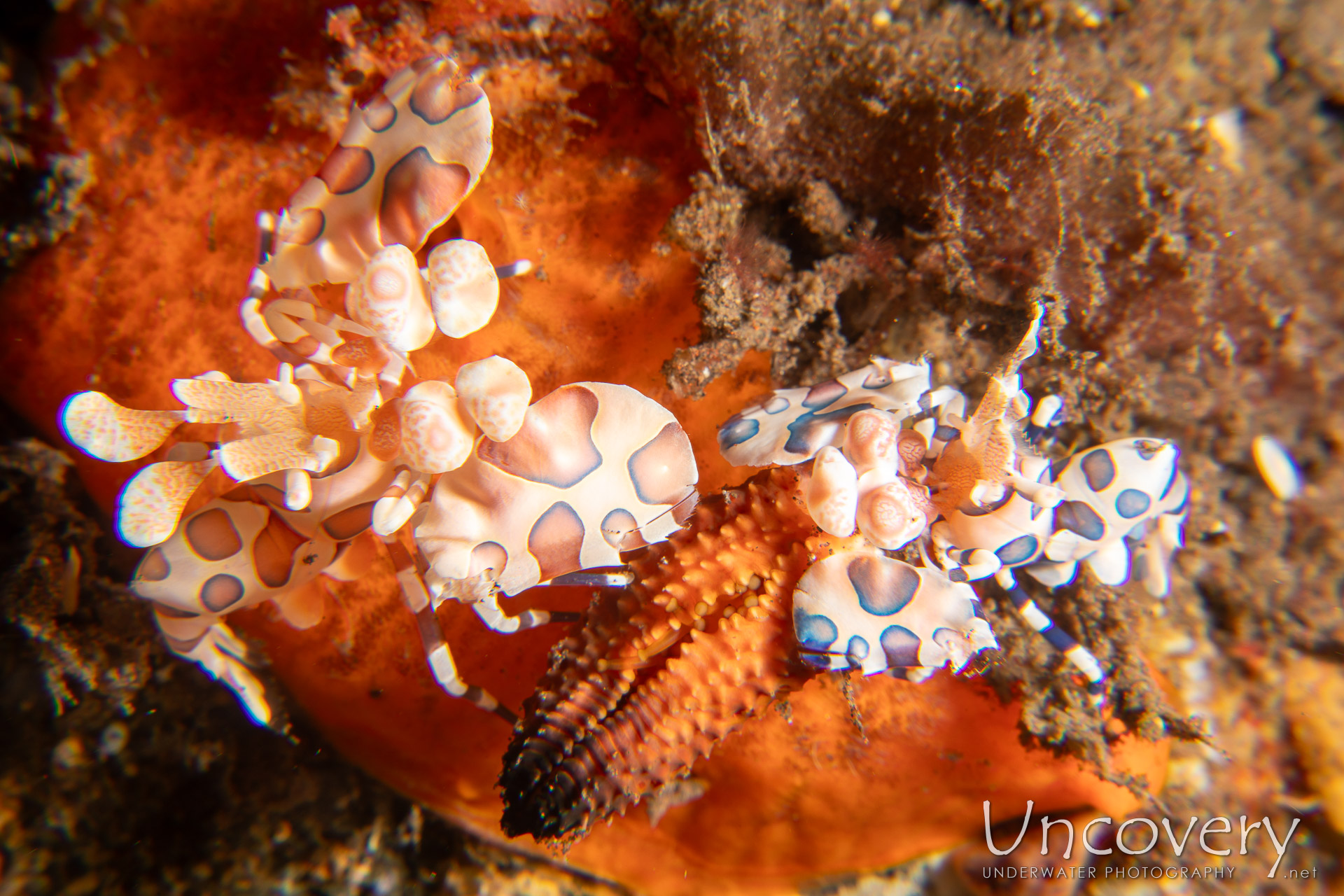 Harlequin Shrimp (hymenocera Picta), photo taken in Indonesia, Bali, Tulamben, Batu Niti Slope