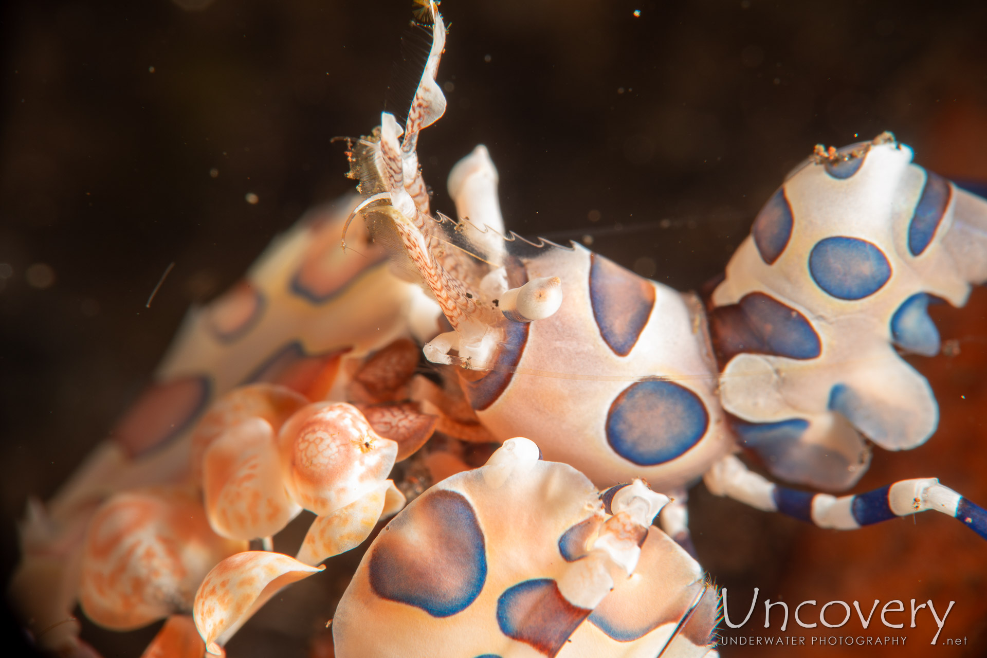 Harlequin Shrimp (hymenocera Picta), photo taken in Indonesia, Bali, Tulamben, Batu Niti Slope