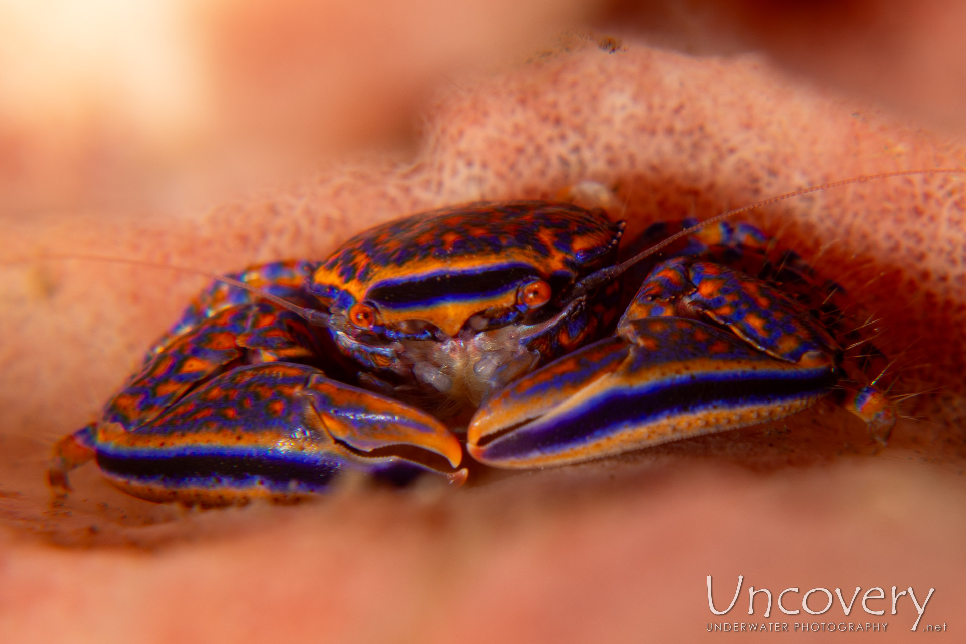 Orange Sponge Porcelain Crab (aliaporcellana Sp.), photo taken in Indonesia, Bali, Tulamben, Pantai Lahar
