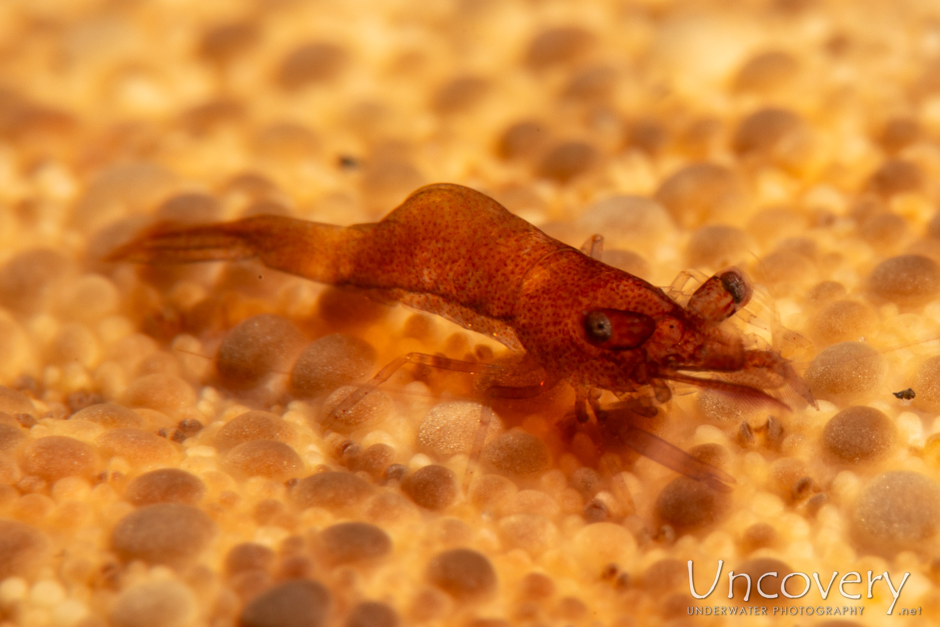 Sea Star Shrimp (zenopontonia Soror), photo taken in Indonesia, Bali, Tulamben, Pantai Lahar