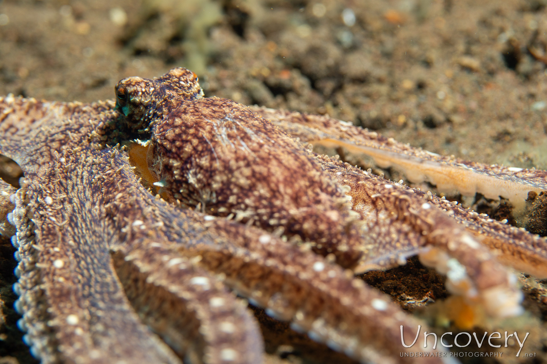 Long Arm Octopus (abdopus Sp.), photo taken in Indonesia, Bali, Tulamben, Melasti