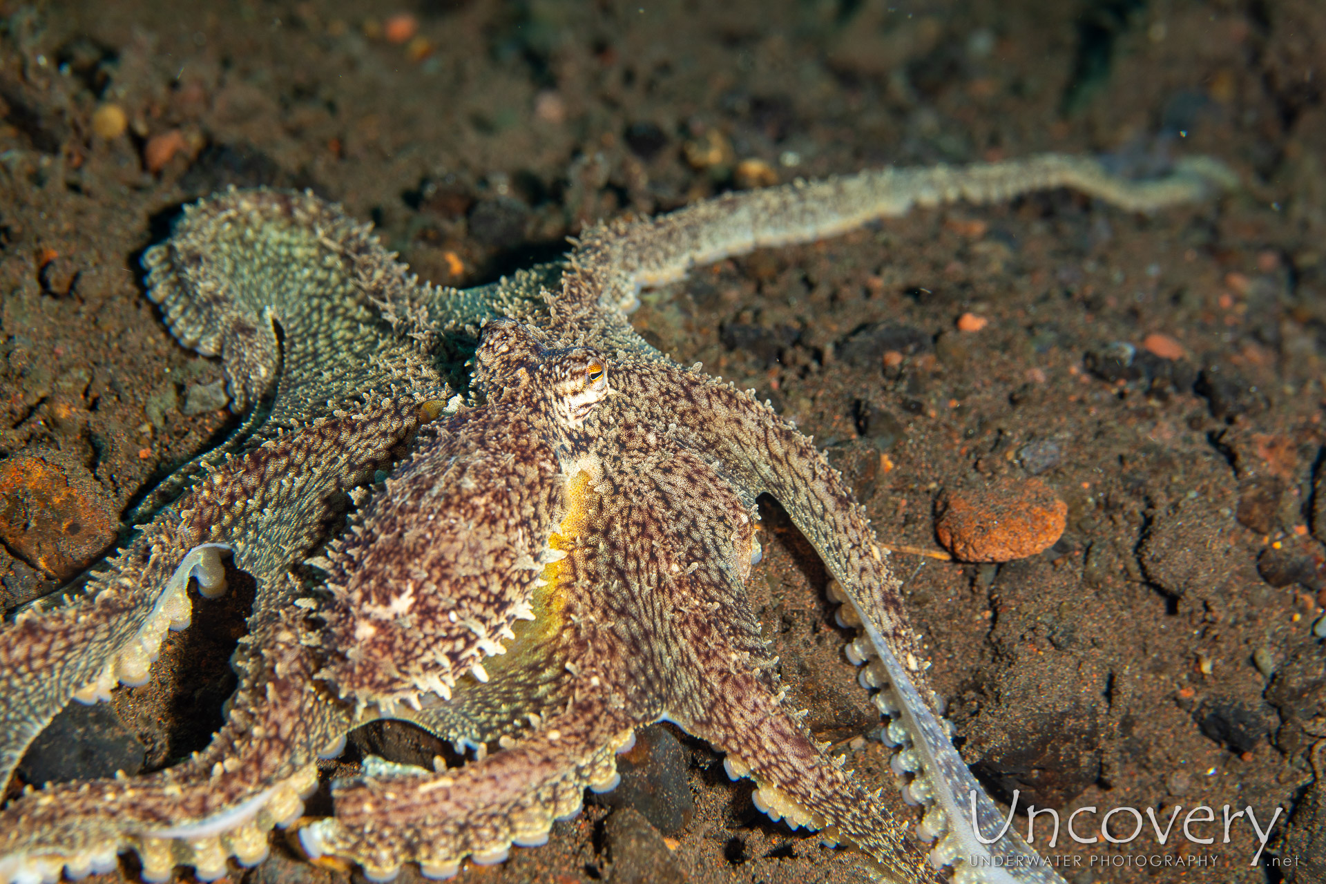 Long Arm Octopus (abdopus Sp.), photo taken in Indonesia, Bali, Tulamben, Melasti