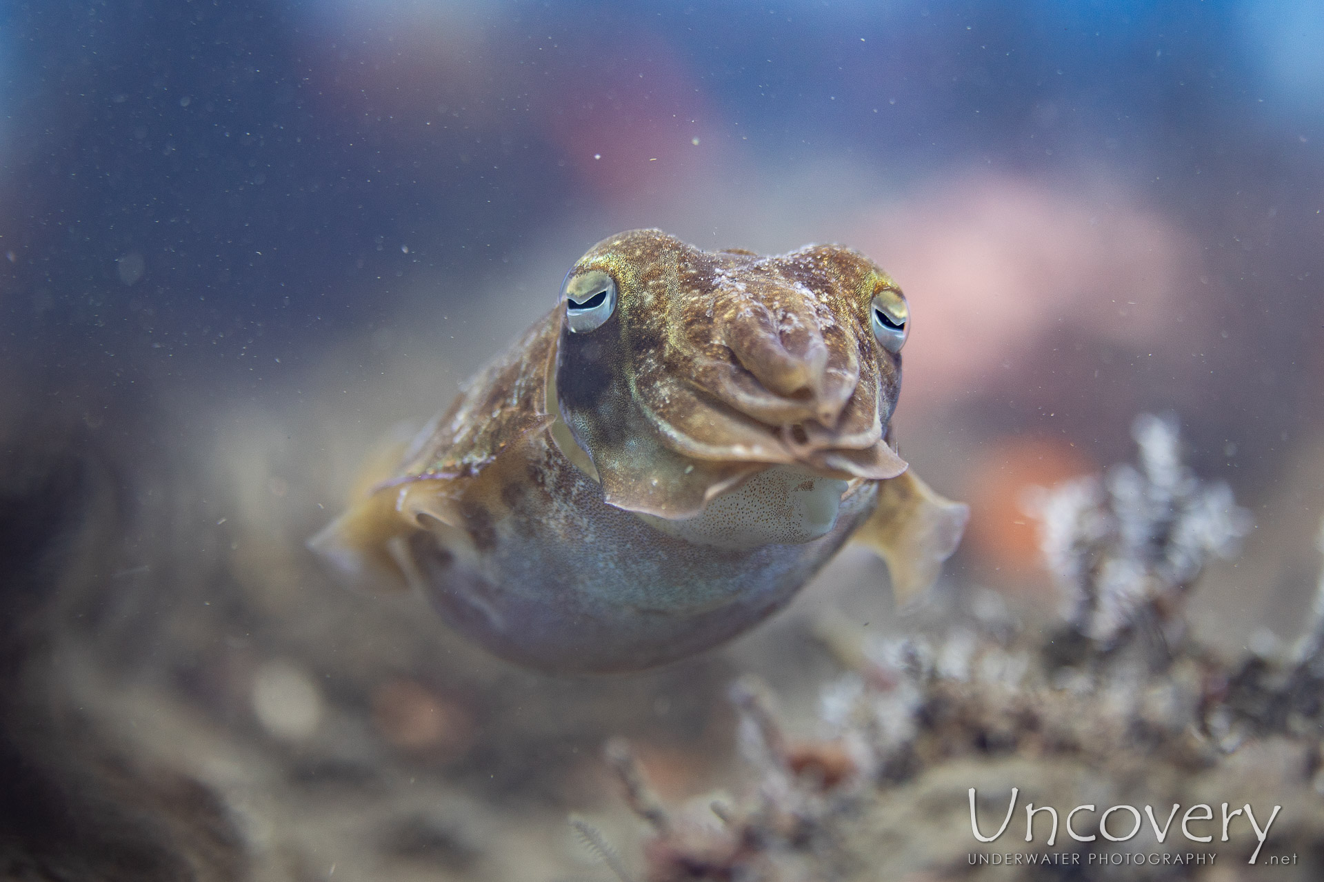 Broadclub Cuttlefish (sepia Latimanus), photo taken in Indonesia, Bali, Tulamben, Segara