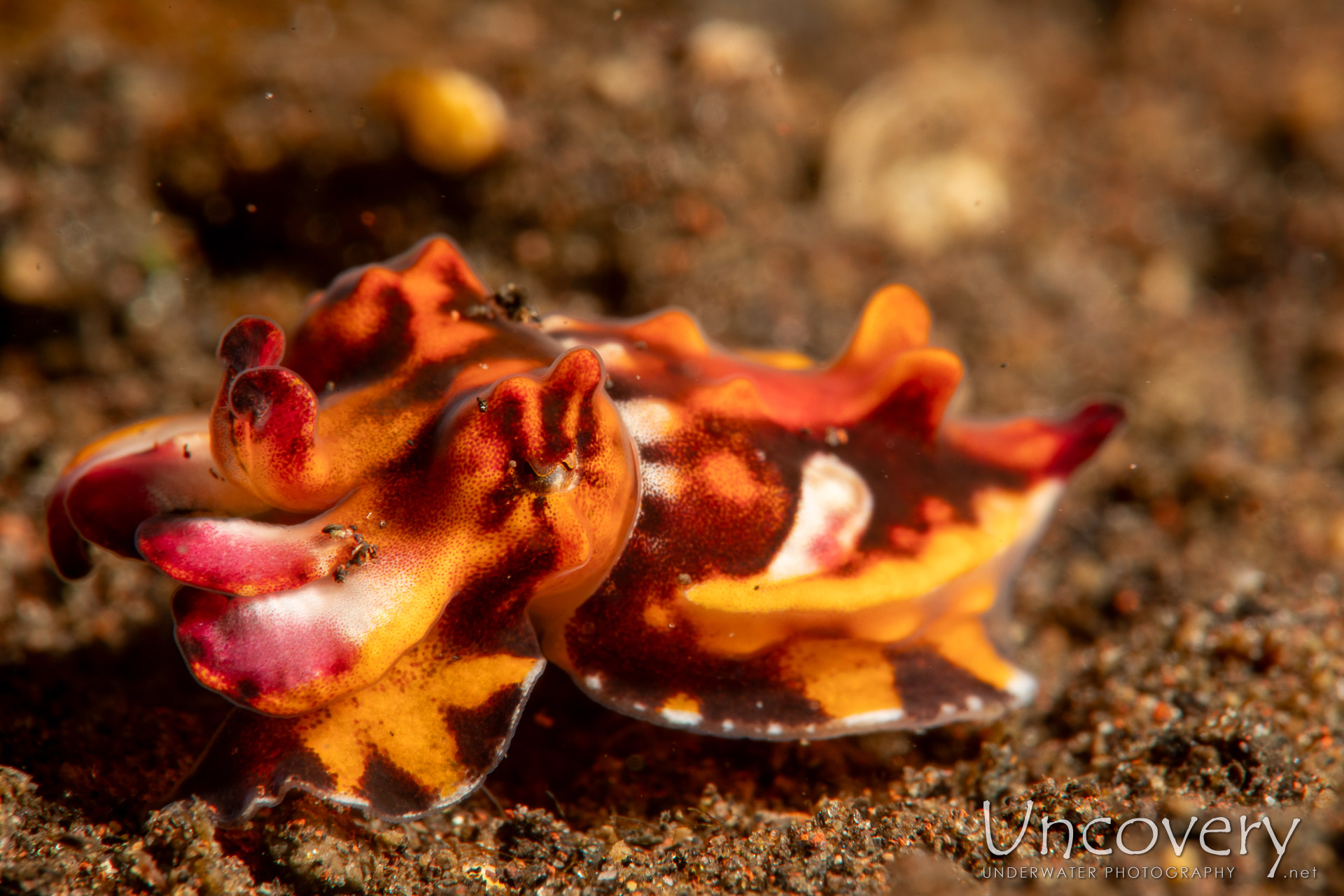 Flamboyant Cuttlefish (metasepia Pfefferi), photo taken in Indonesia, Bali, Tulamben, Segara