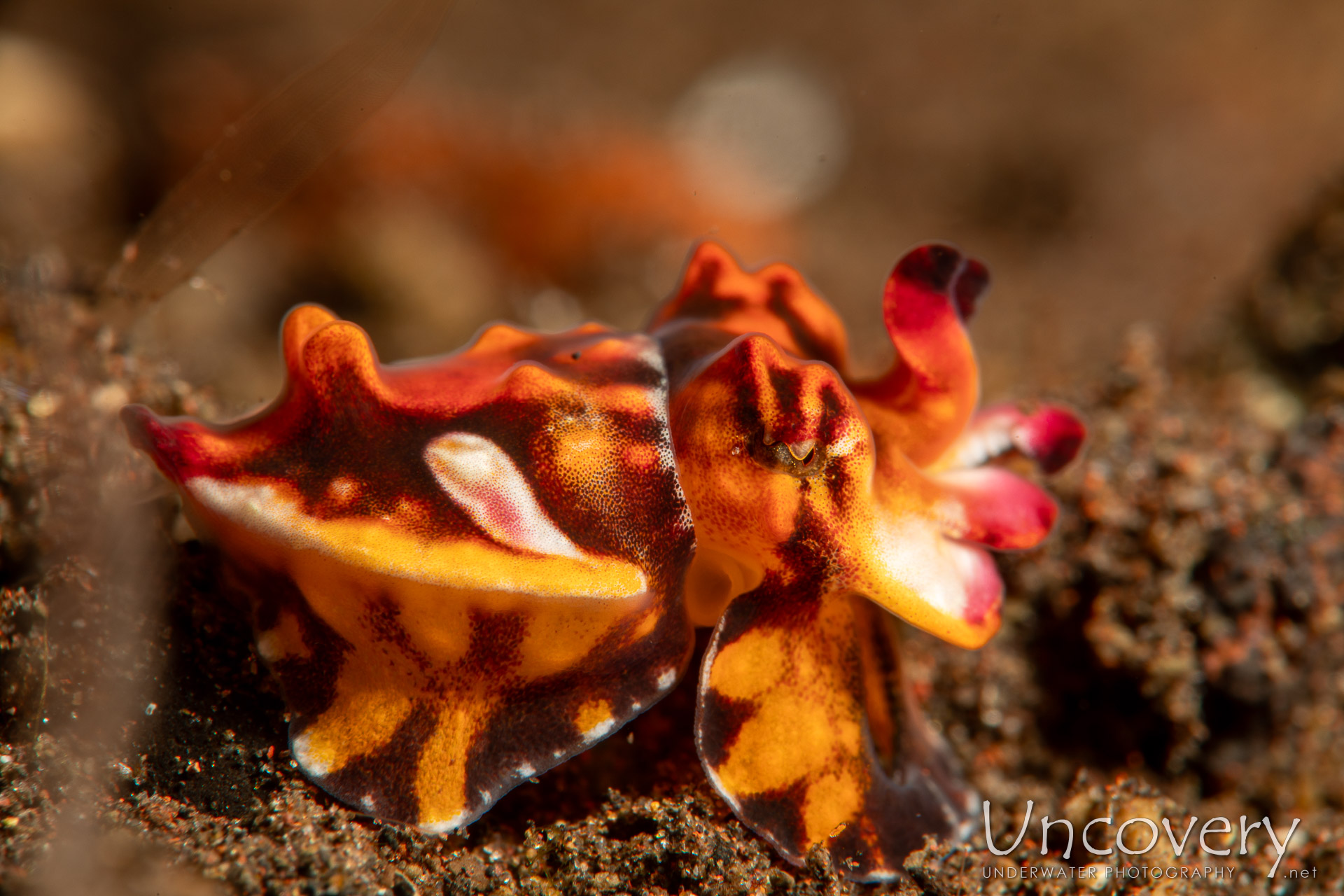 Flamboyant Cuttlefish (metasepia Pfefferi), photo taken in Indonesia, Bali, Tulamben, Segara