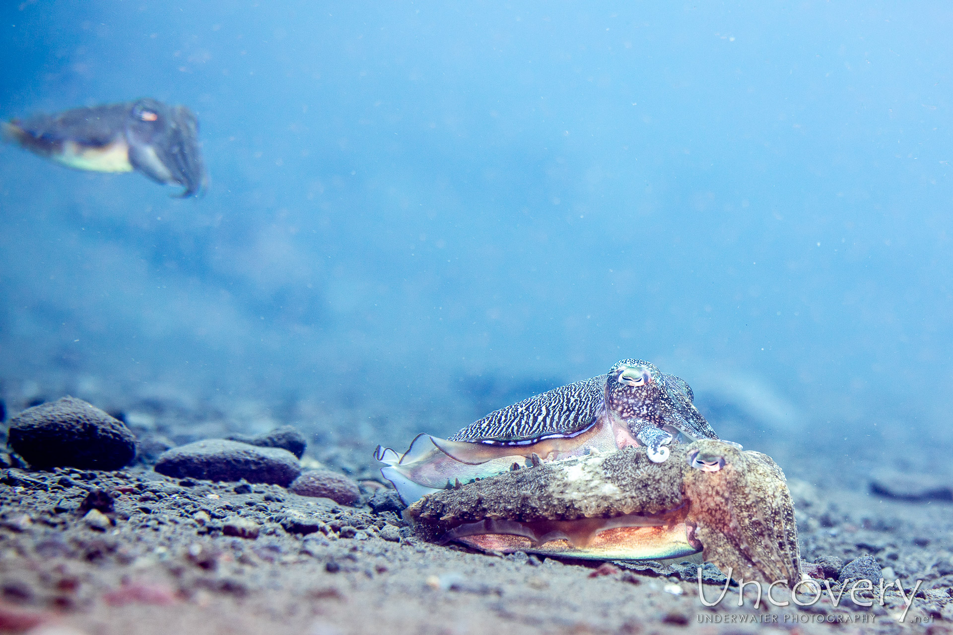 Broadclub Cuttlefish (sepia Latimanus), photo taken in Indonesia, Bali, Tulamben, Segara