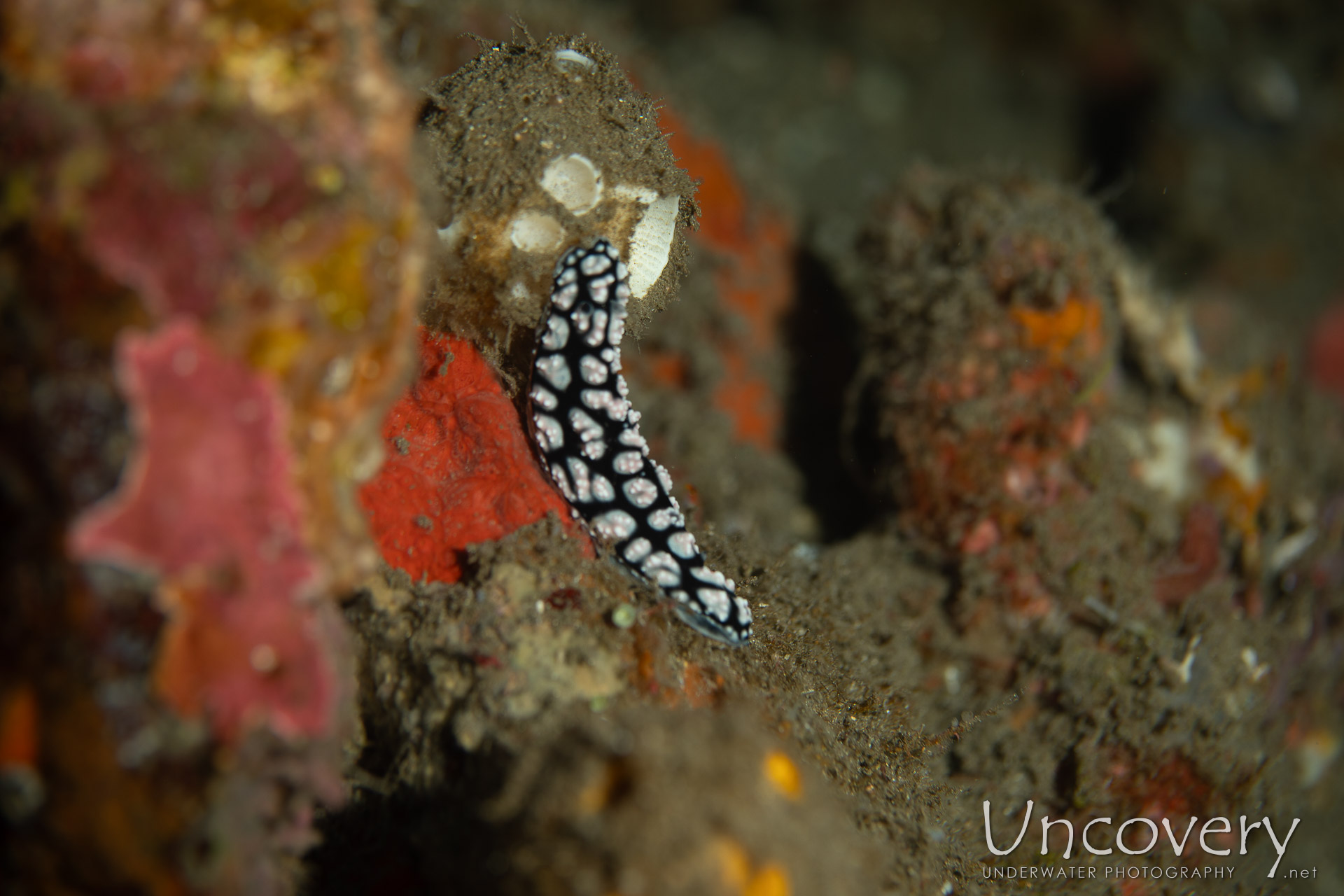 Nudibranch, photo taken in Indonesia, Bali, Tulamben, Emerald