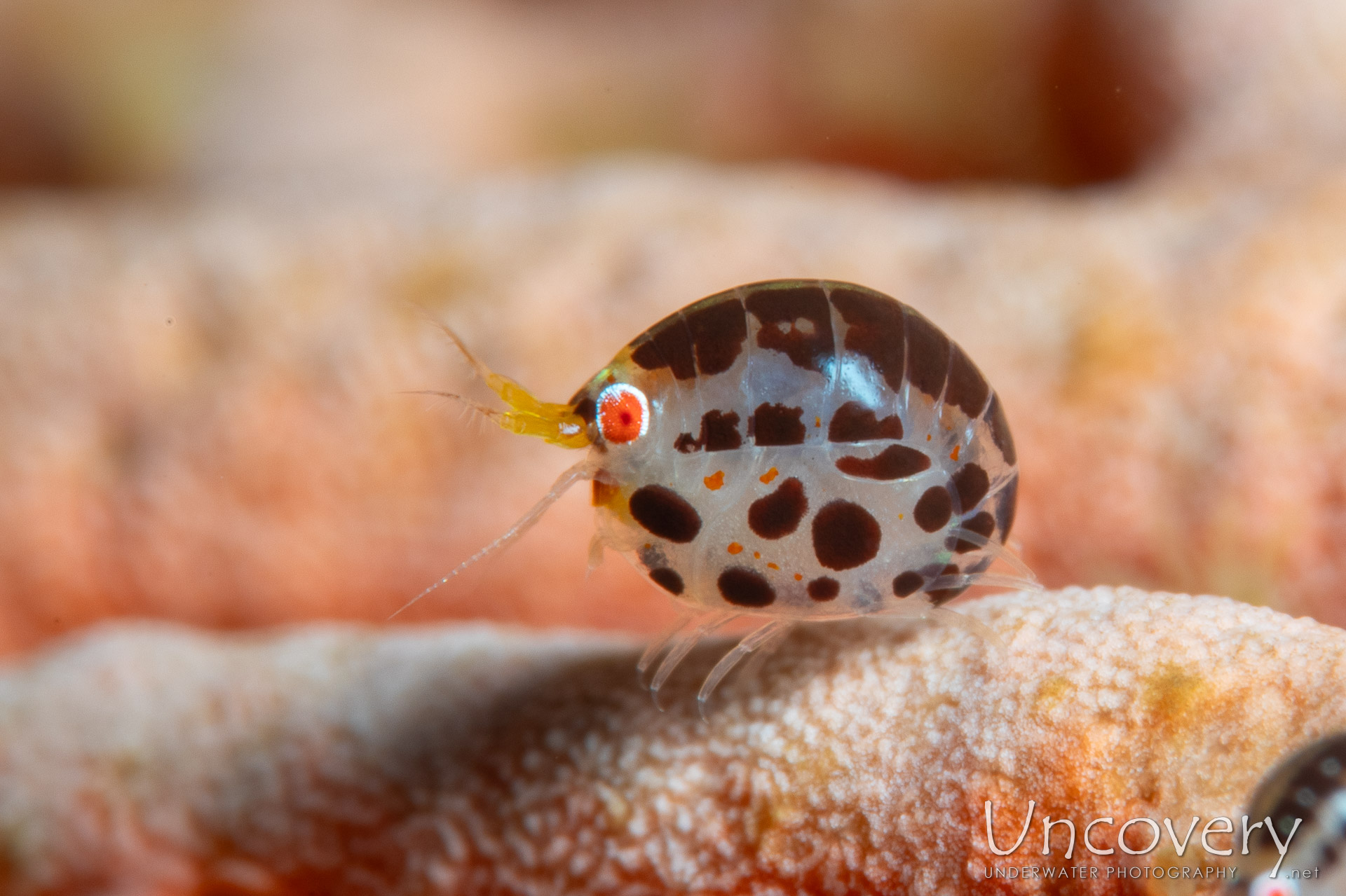 Dalmatian Ladybug Amphipod (cyproideidae Sp.), photo taken in Indonesia, Bali, Tulamben, Emerald