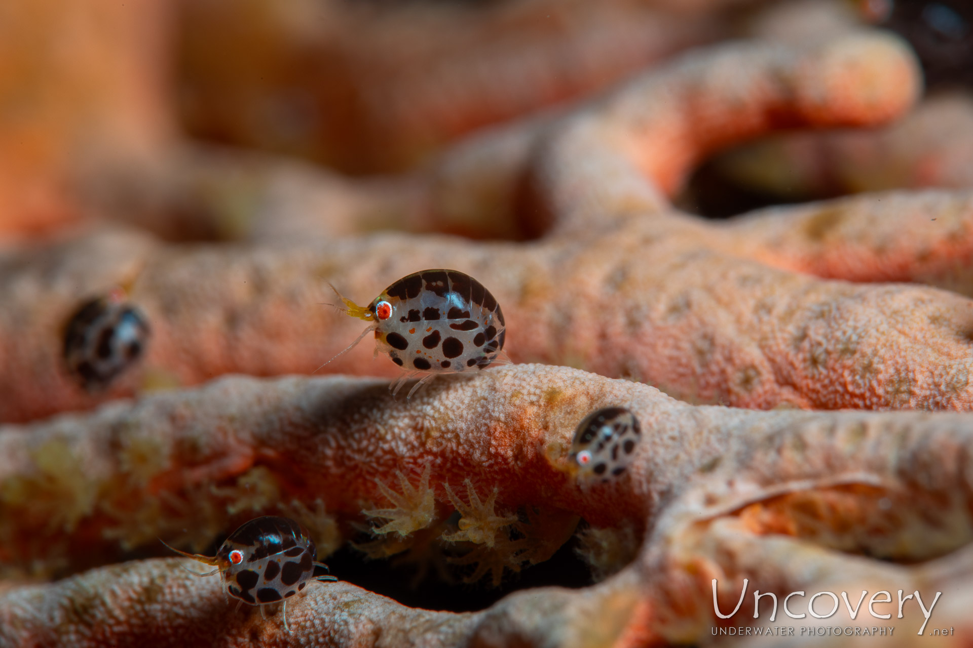 Dalmatian Ladybug Amphipod (cyproideidae Sp.), photo taken in Indonesia, Bali, Tulamben, Emerald