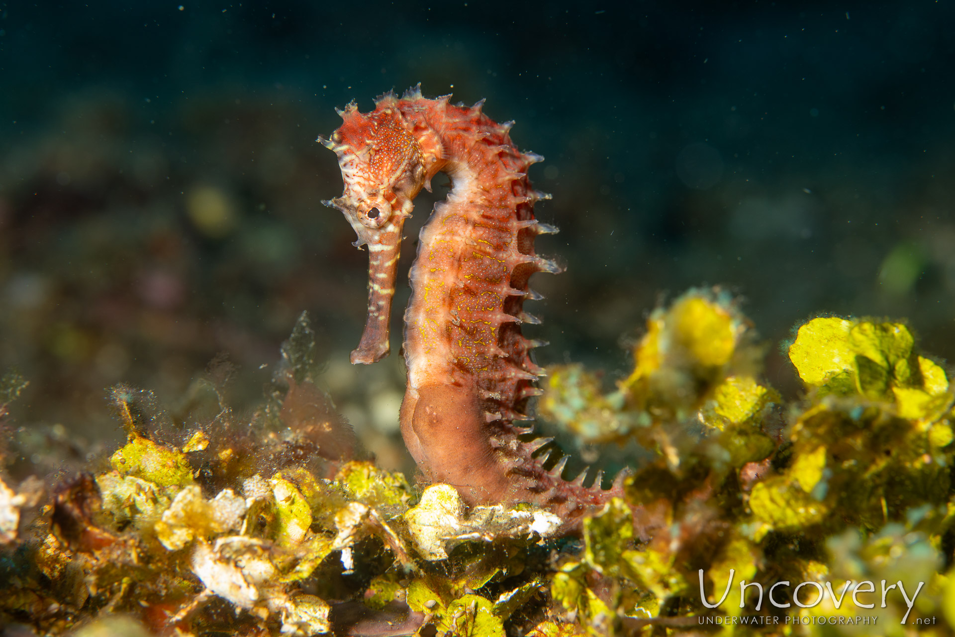 Thorny Seahorse (hippocampus Histrix), photo taken in Indonesia, Bali, Tulamben, Sidem