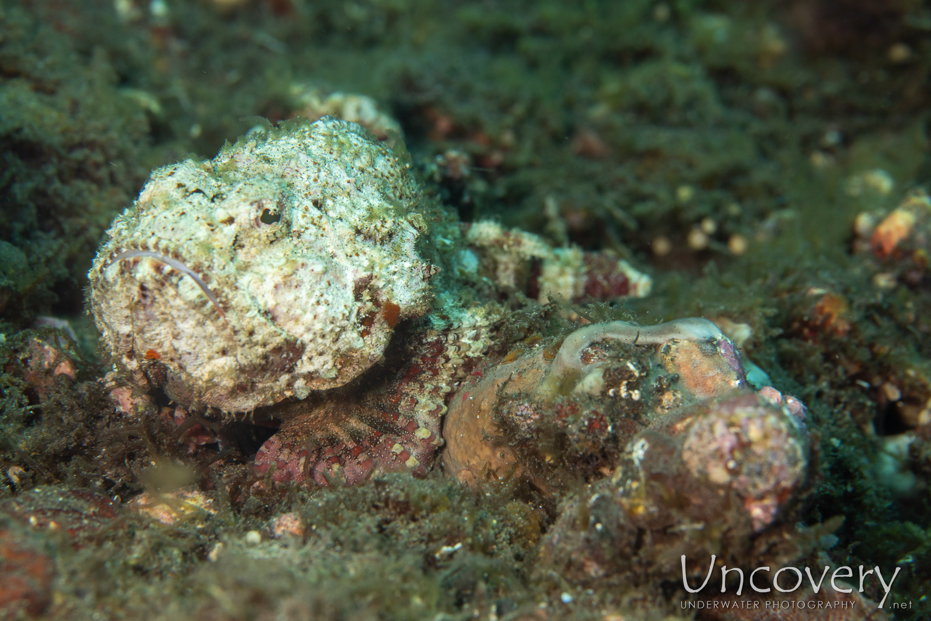 Reef Stonefish (synanceia Verrucosa), photo taken in Indonesia, Bali, Tulamben, Sidem