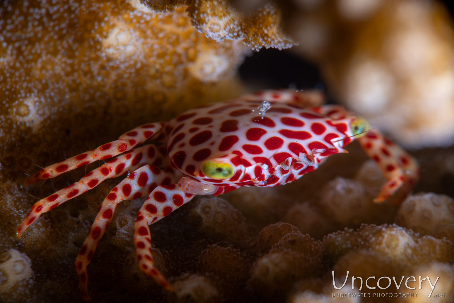 Red-spotted Guard Crab (trapezia Rufopunctata), photo taken in Indonesia, Bali, Tulamben, Seraya Secrets