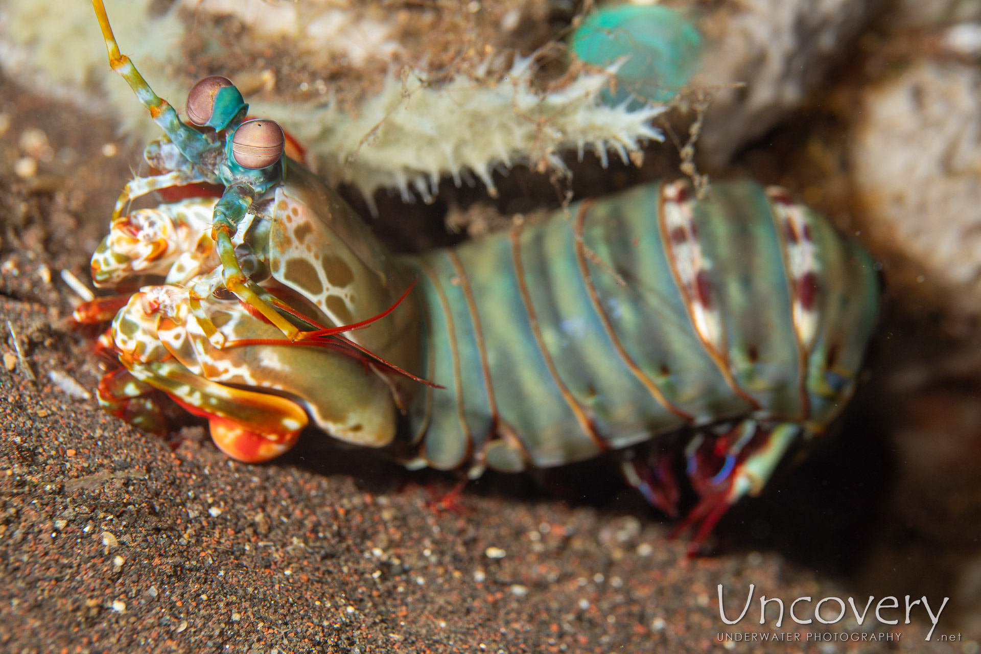 Peacock Mantis Shrimp (odontodactylus Scyllarus), photo taken in Indonesia, Bali, Tulamben, Seraya Secrets